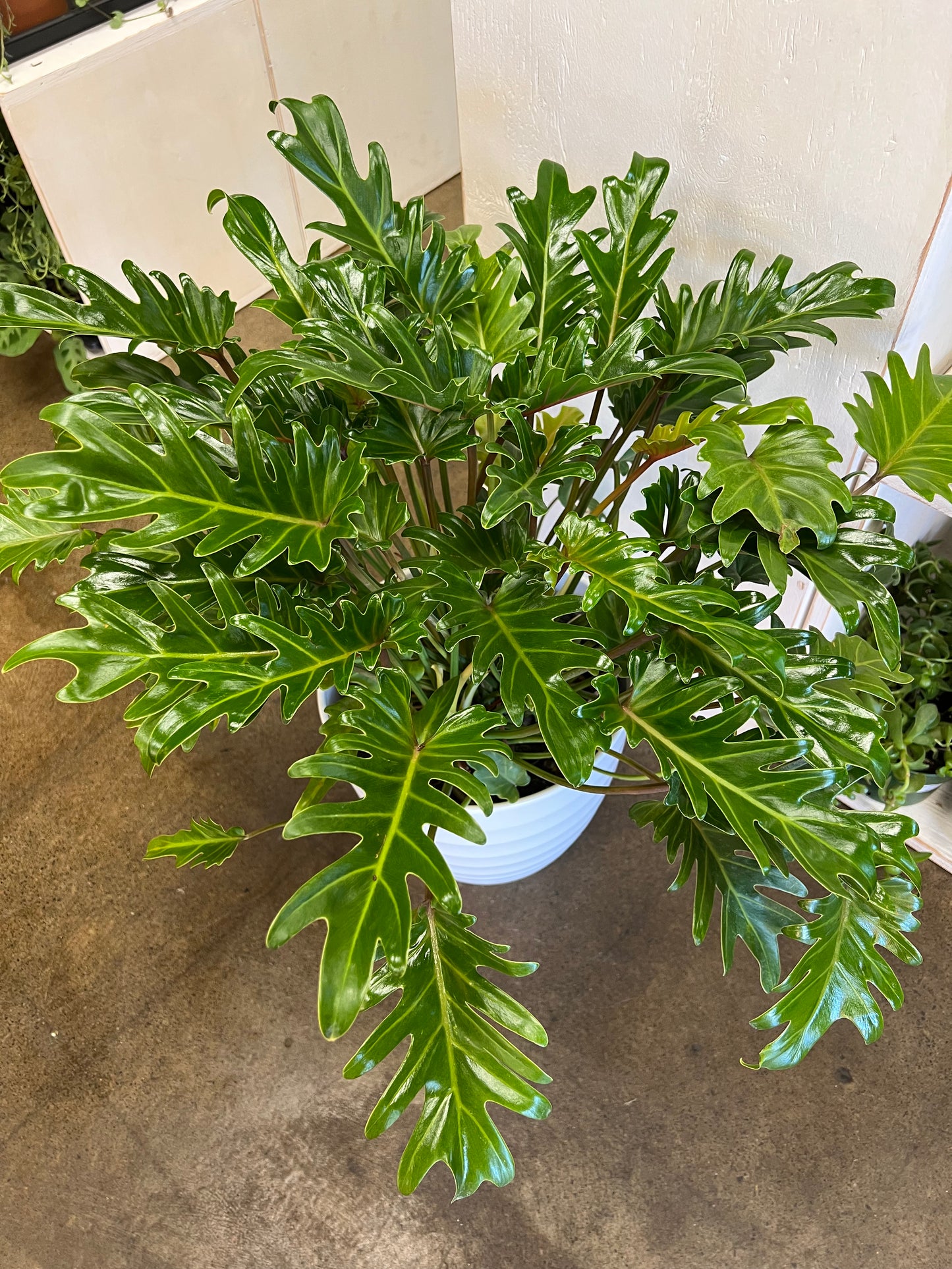 Philodendron Xanadu