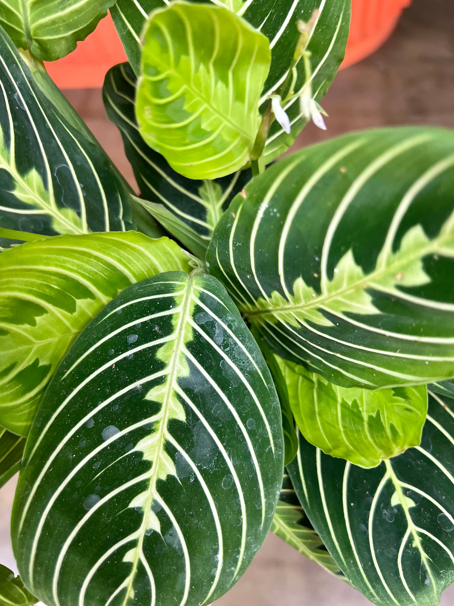 Maranta Lime