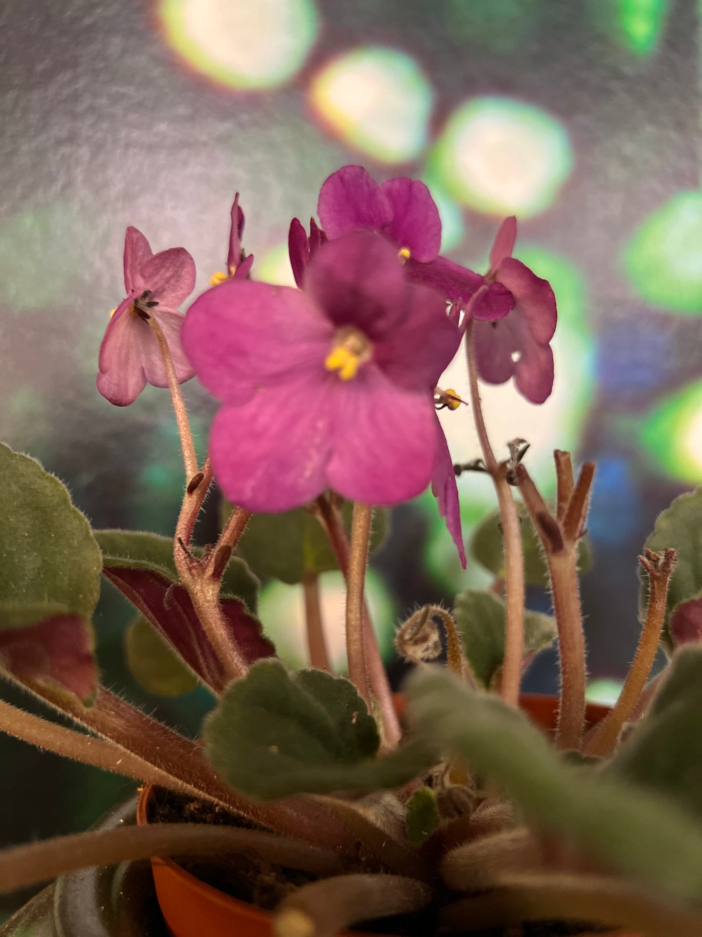 Violette Africaine