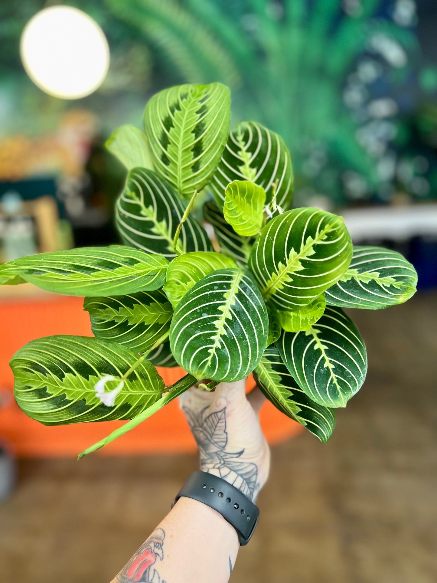 Maranta Lime