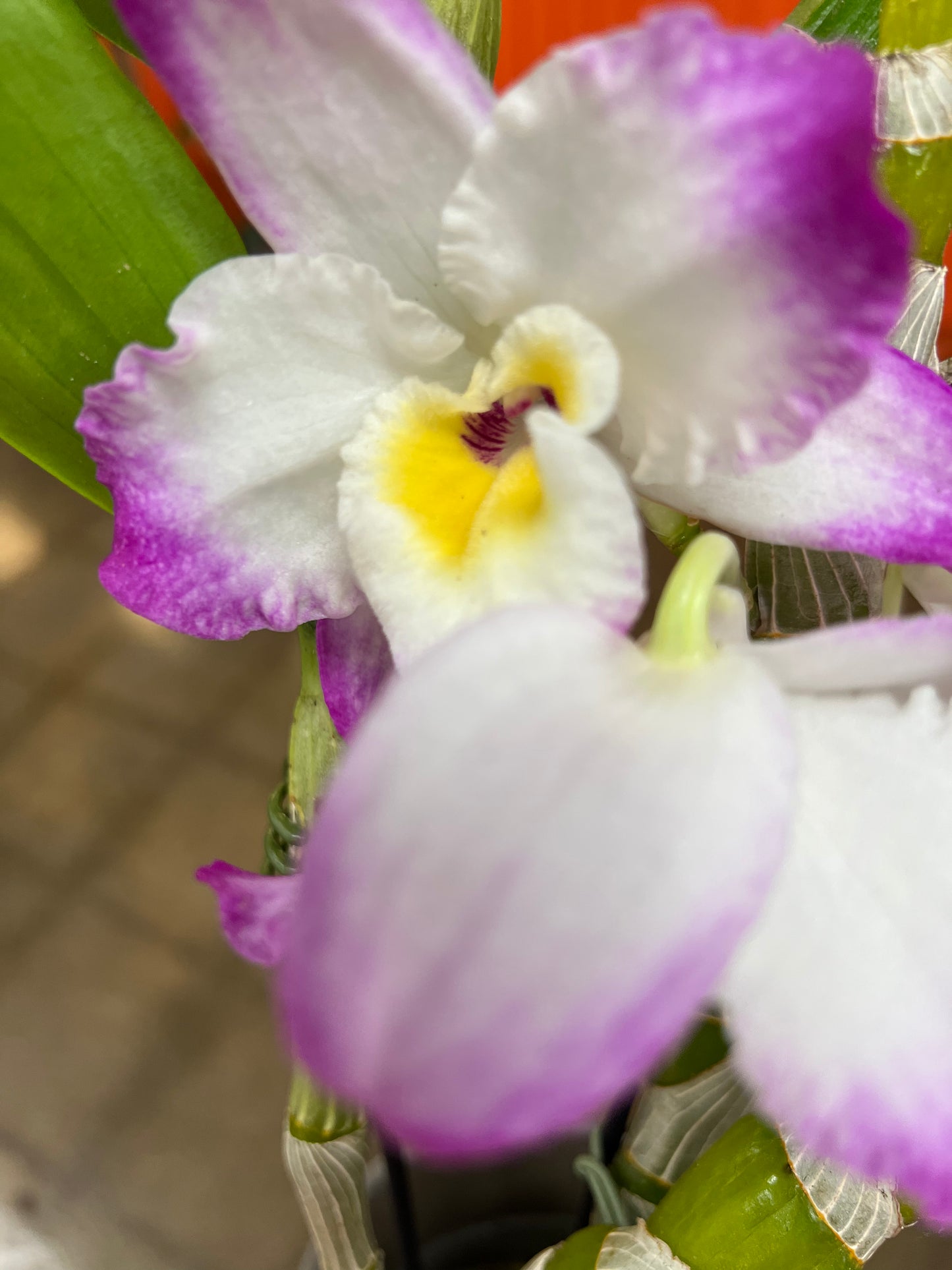 Orchidée Dendrobium