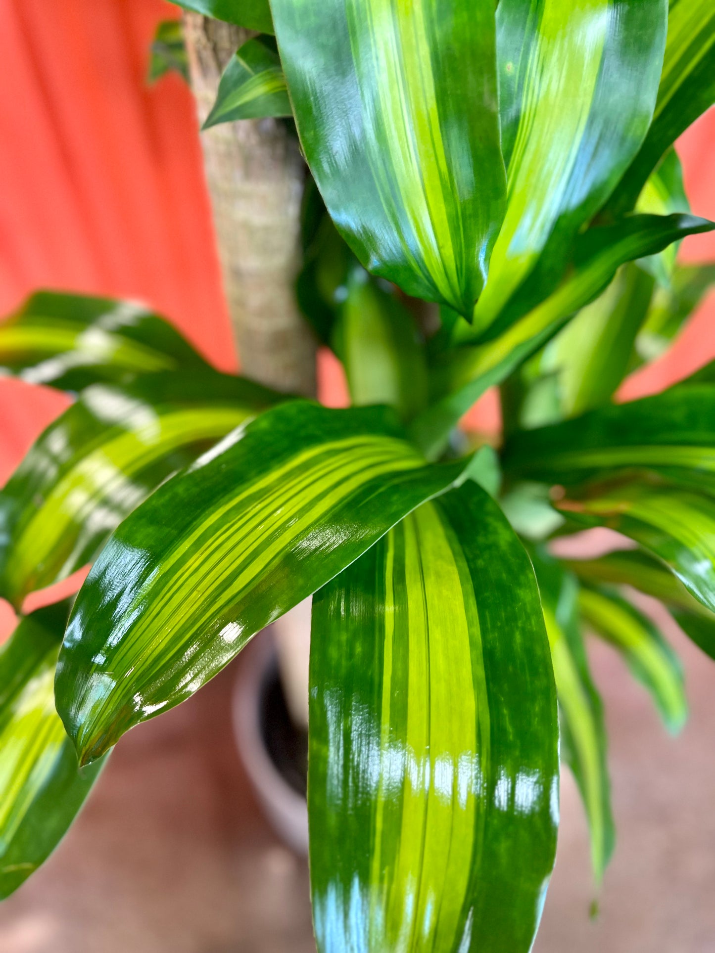 Dracaena Massangeana 4-3-2