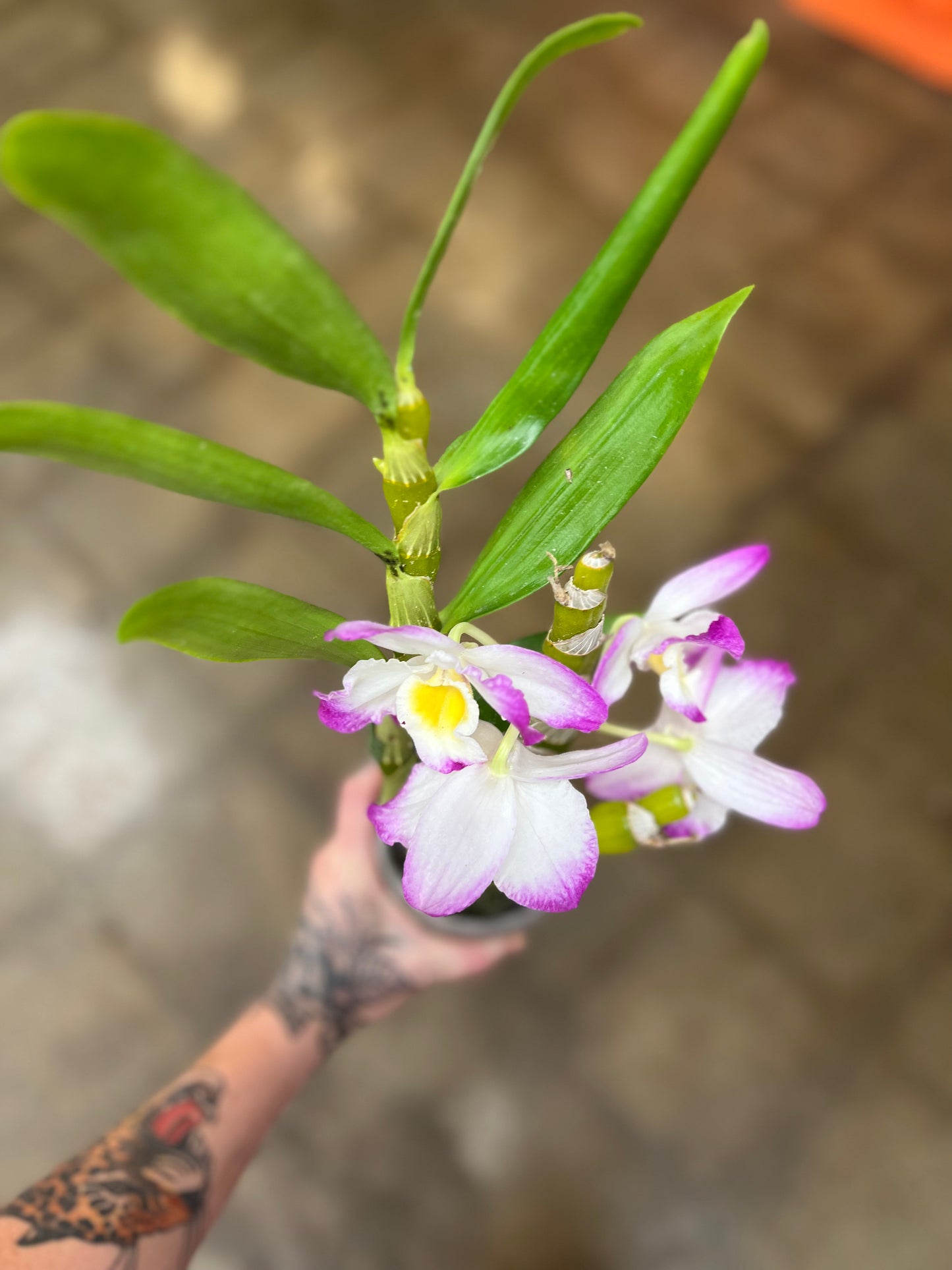 Orchidée Dendrobium