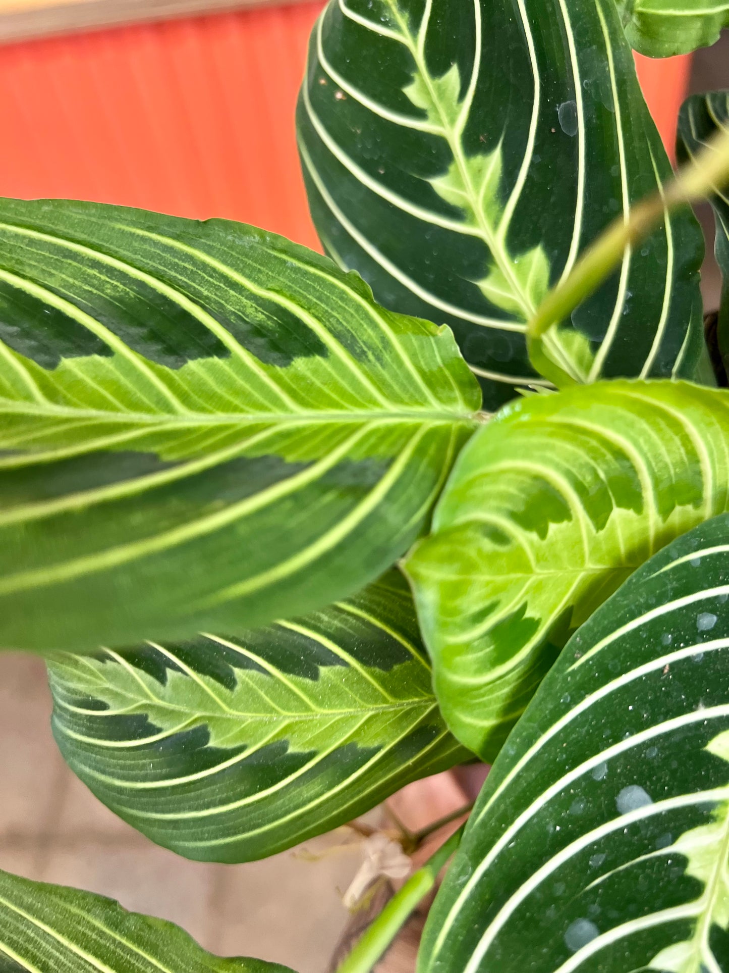 Maranta Lime