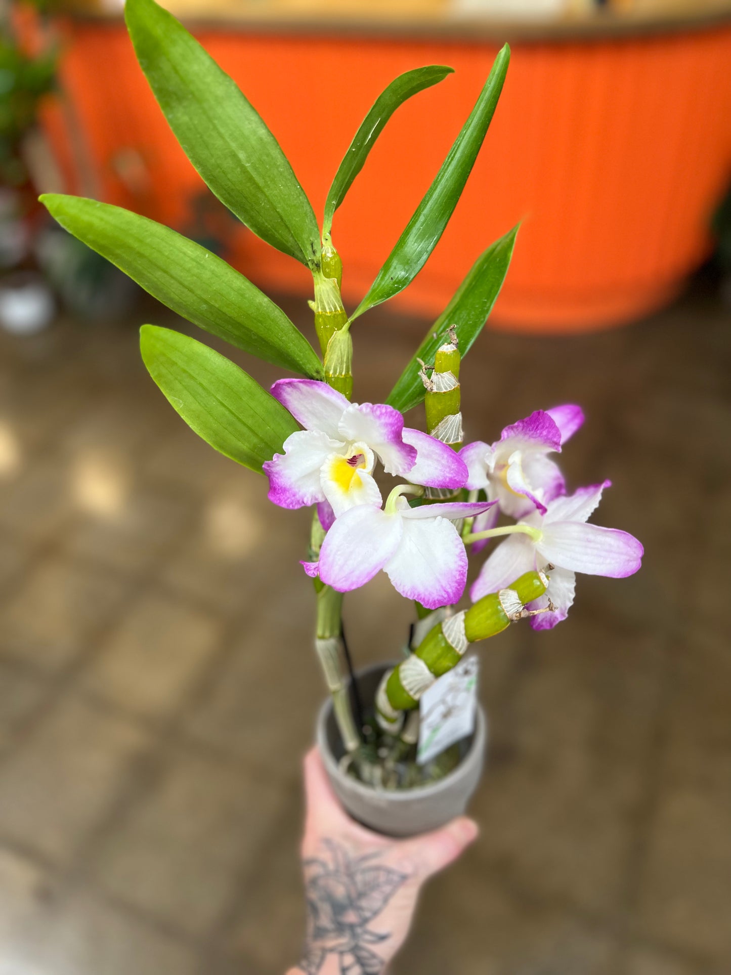 Orchidée Dendrobium