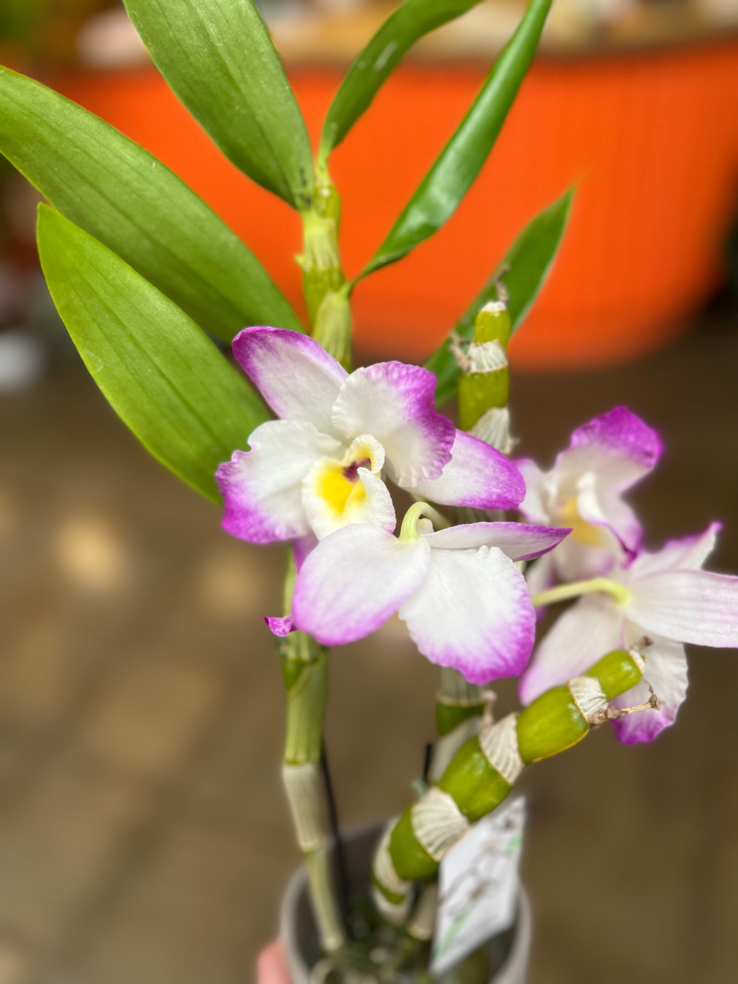 Orchidée Dendrobium