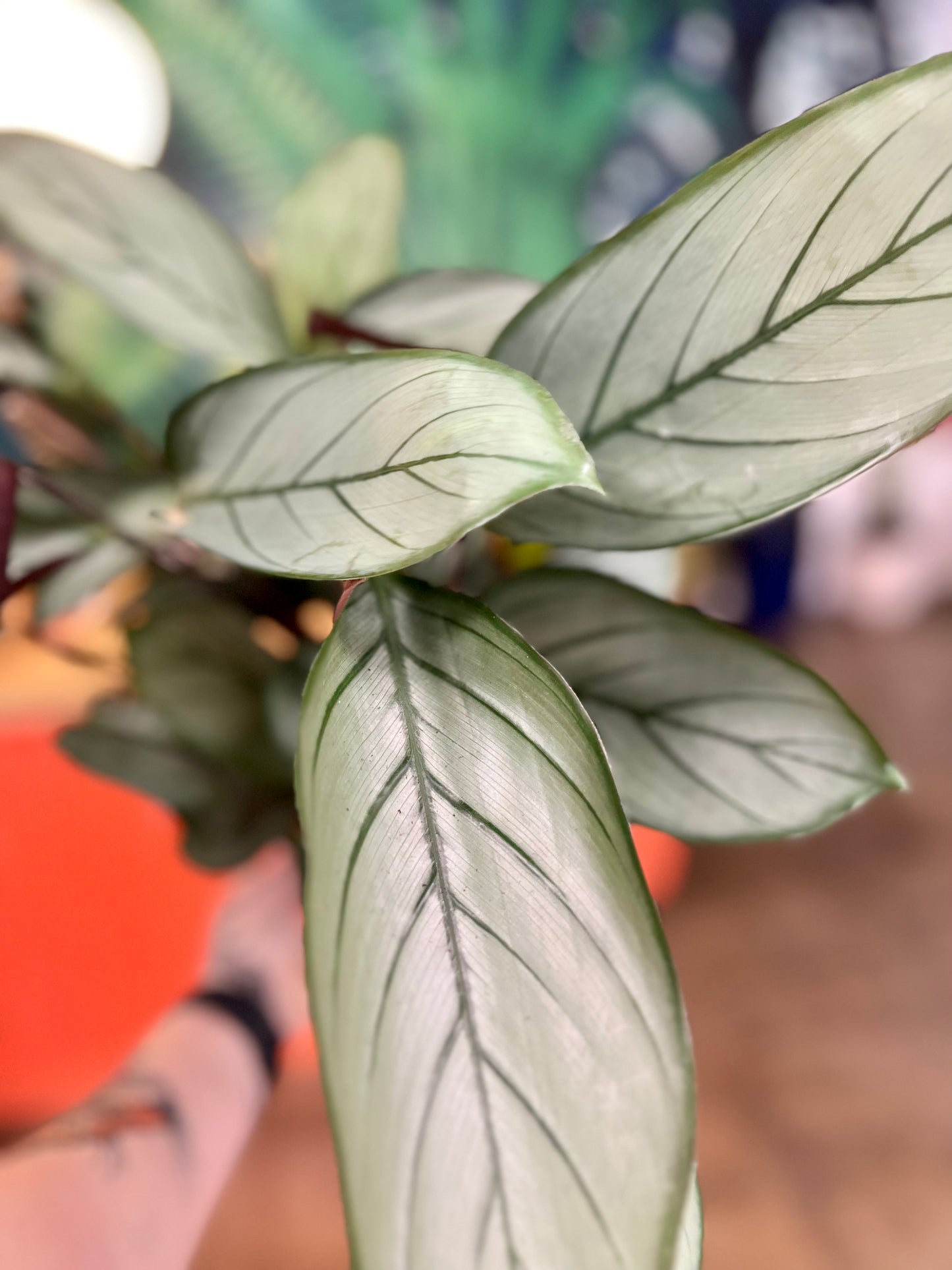 Ctenanthe Setosa Grey Star