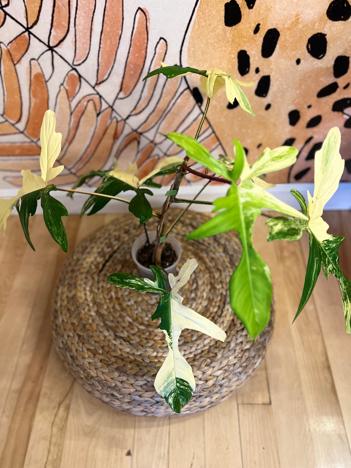 Philodendron Florida Beauty