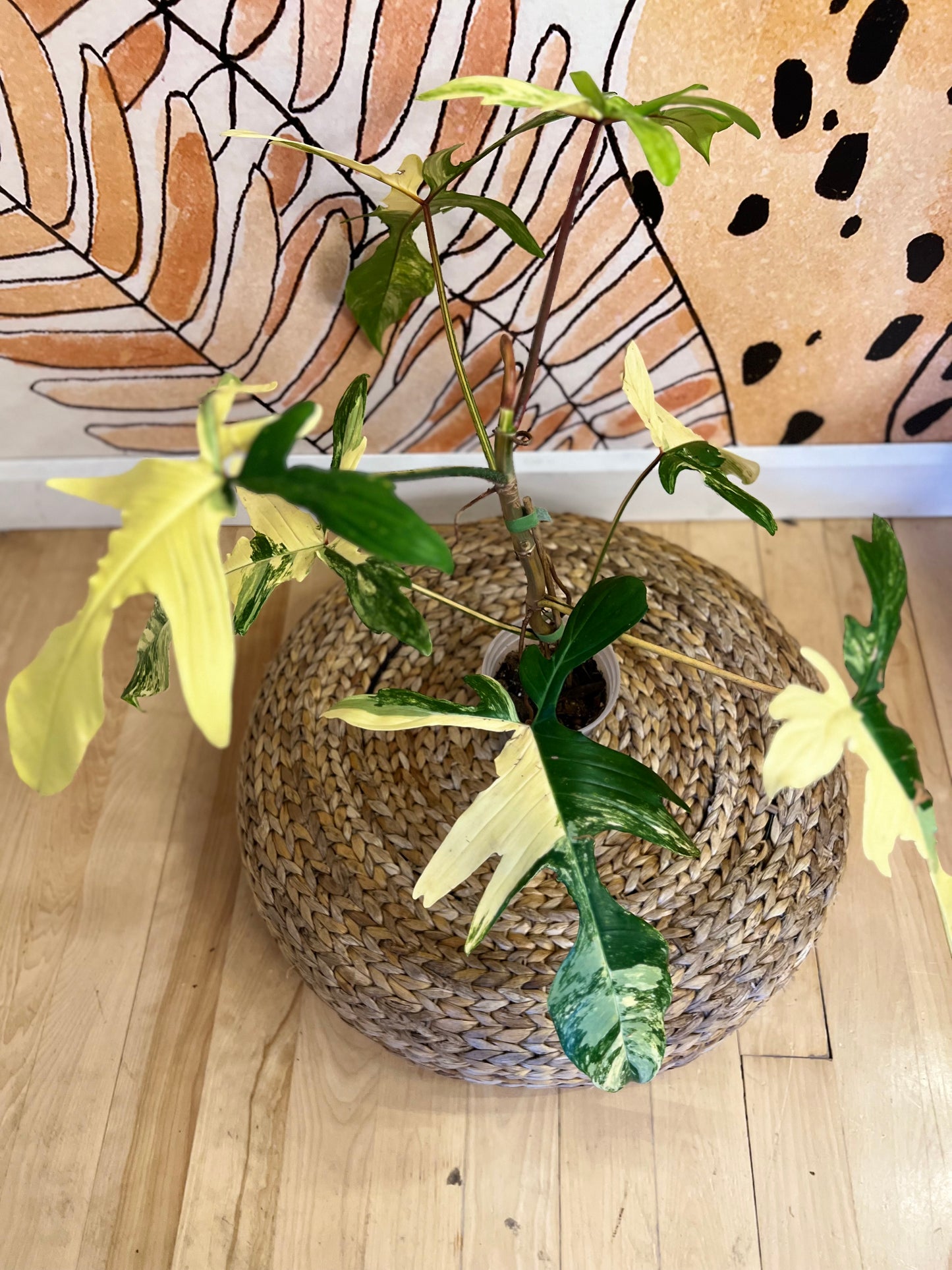 Philodendron Florida Beauty