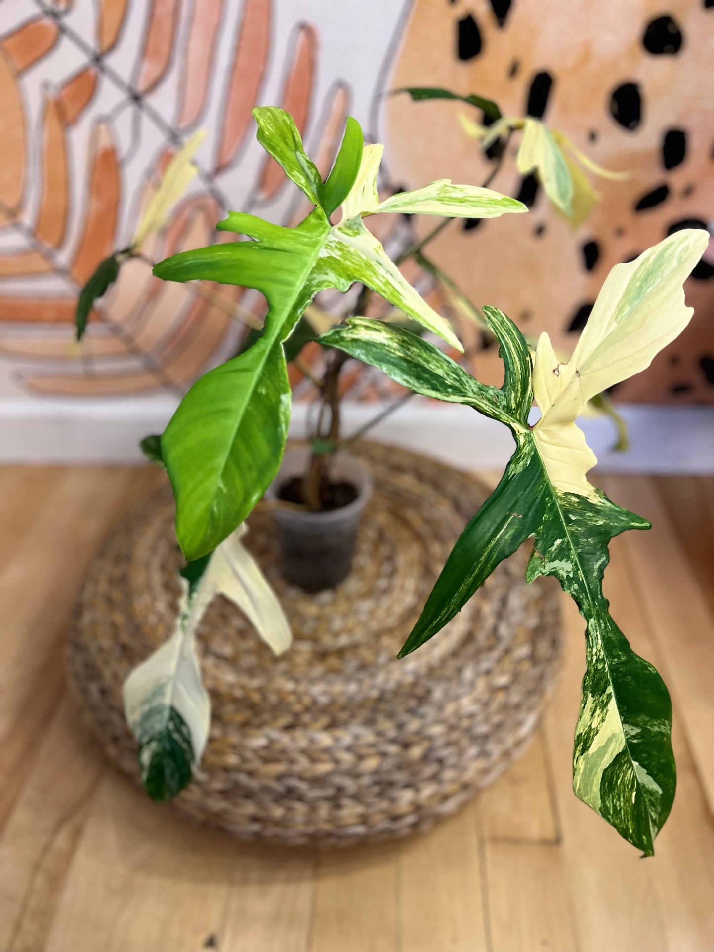 Philodendron Florida Beauty