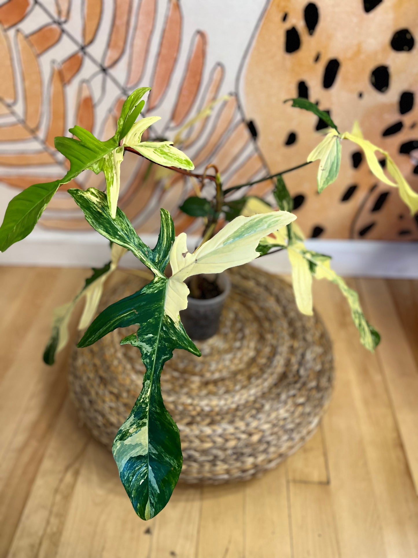 Philodendron Florida Beauty