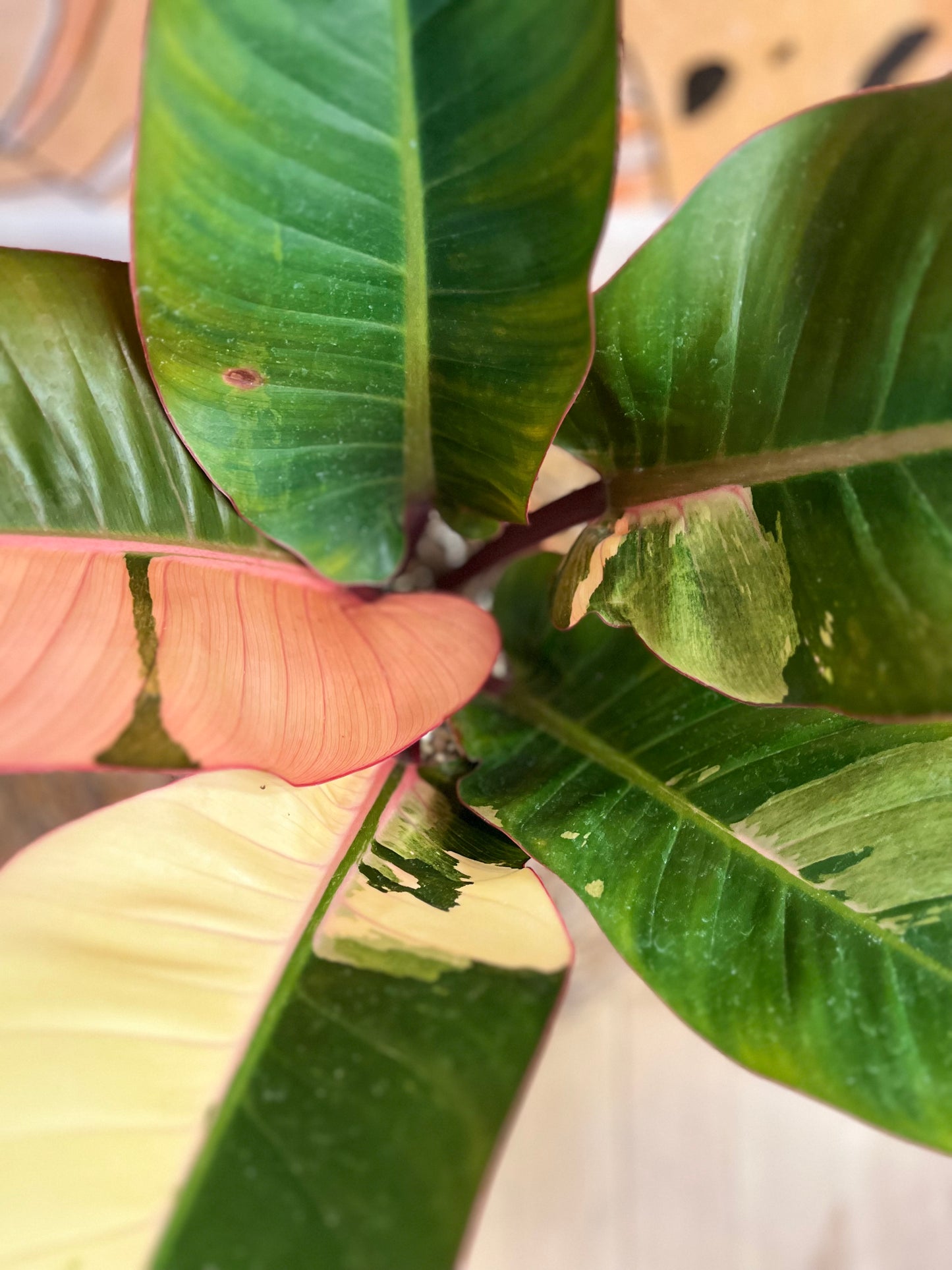 Philodendron Red Congo