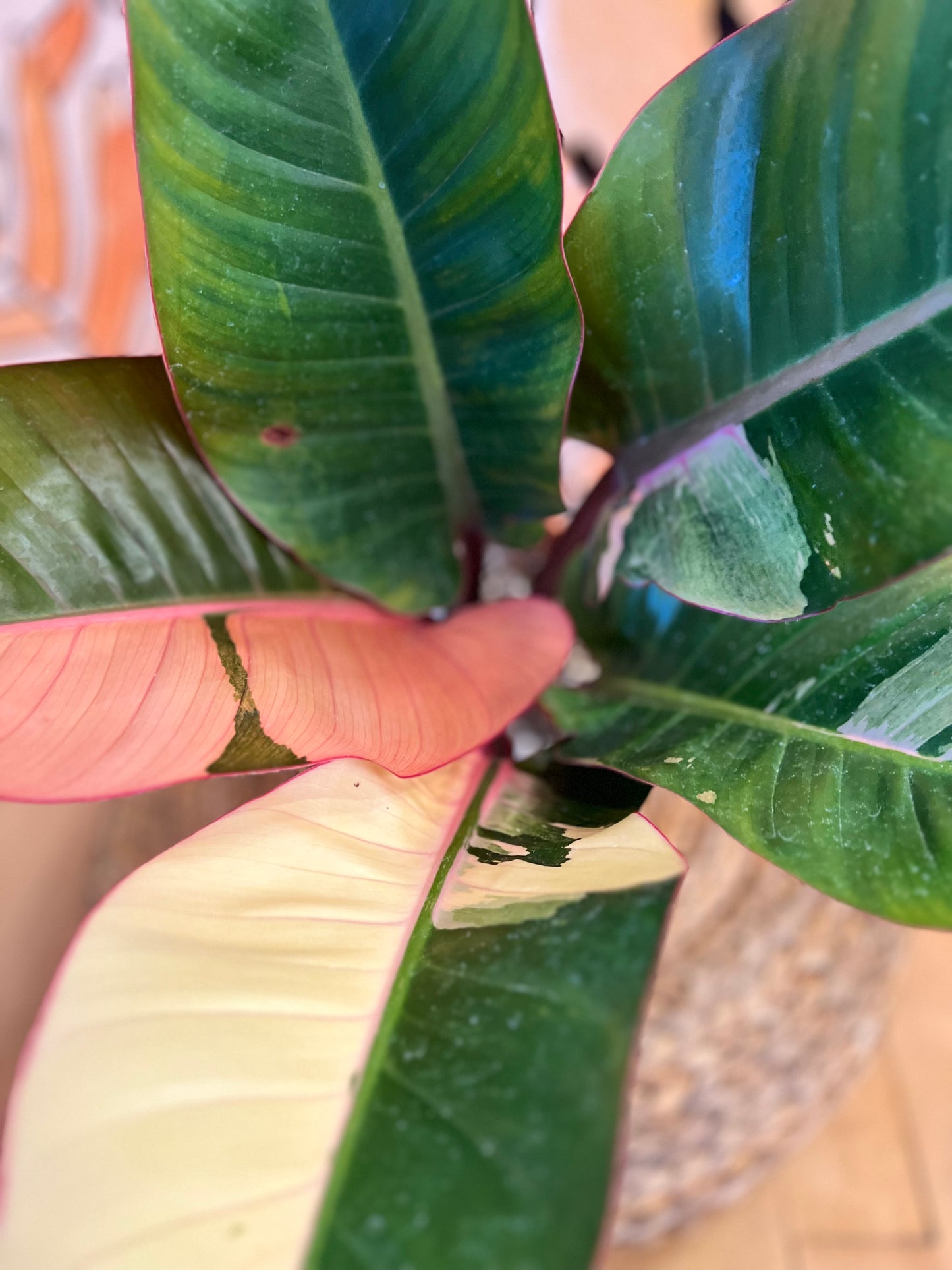 Philodendron Red Congo