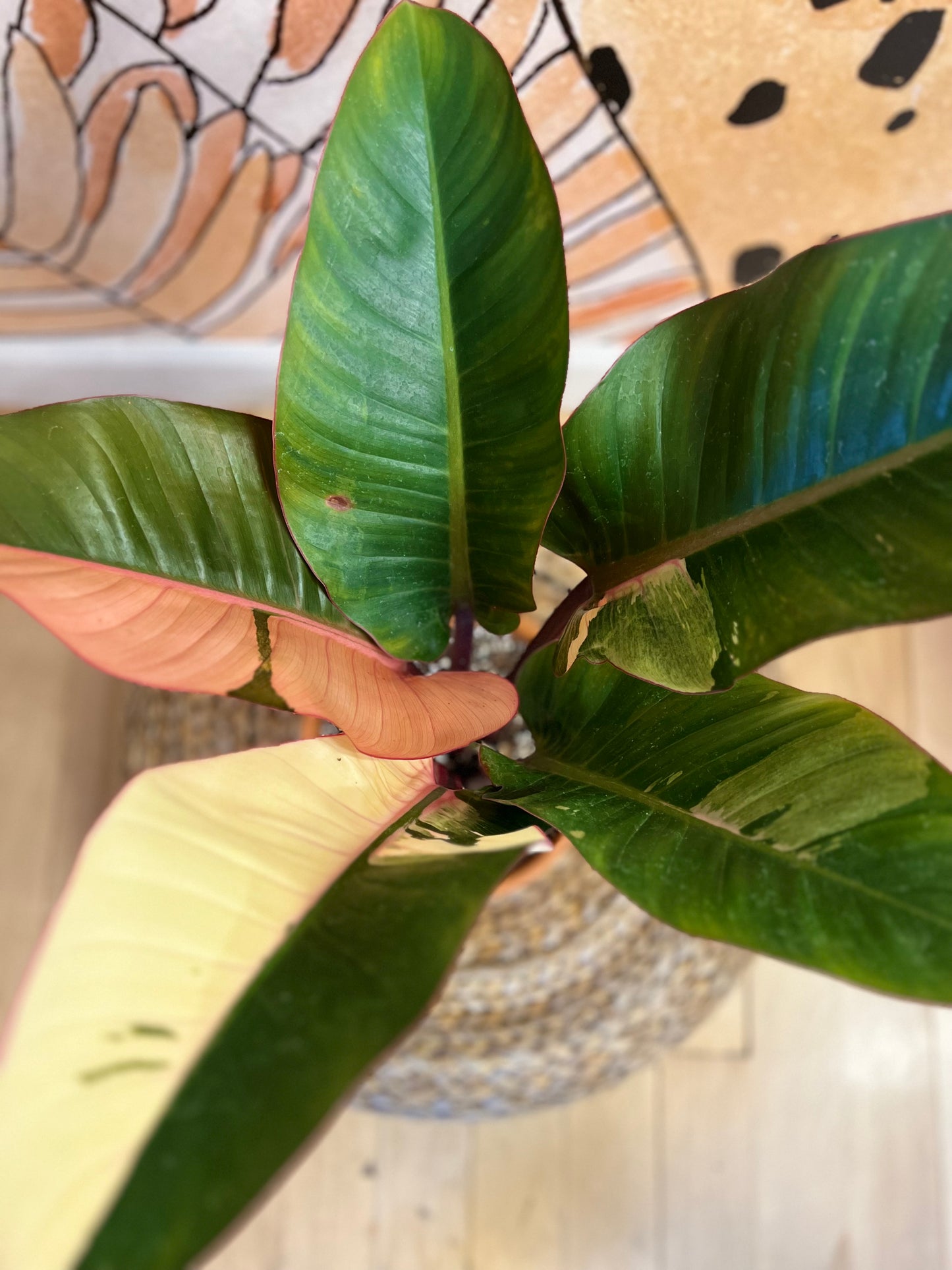 Philodendron Red Congo