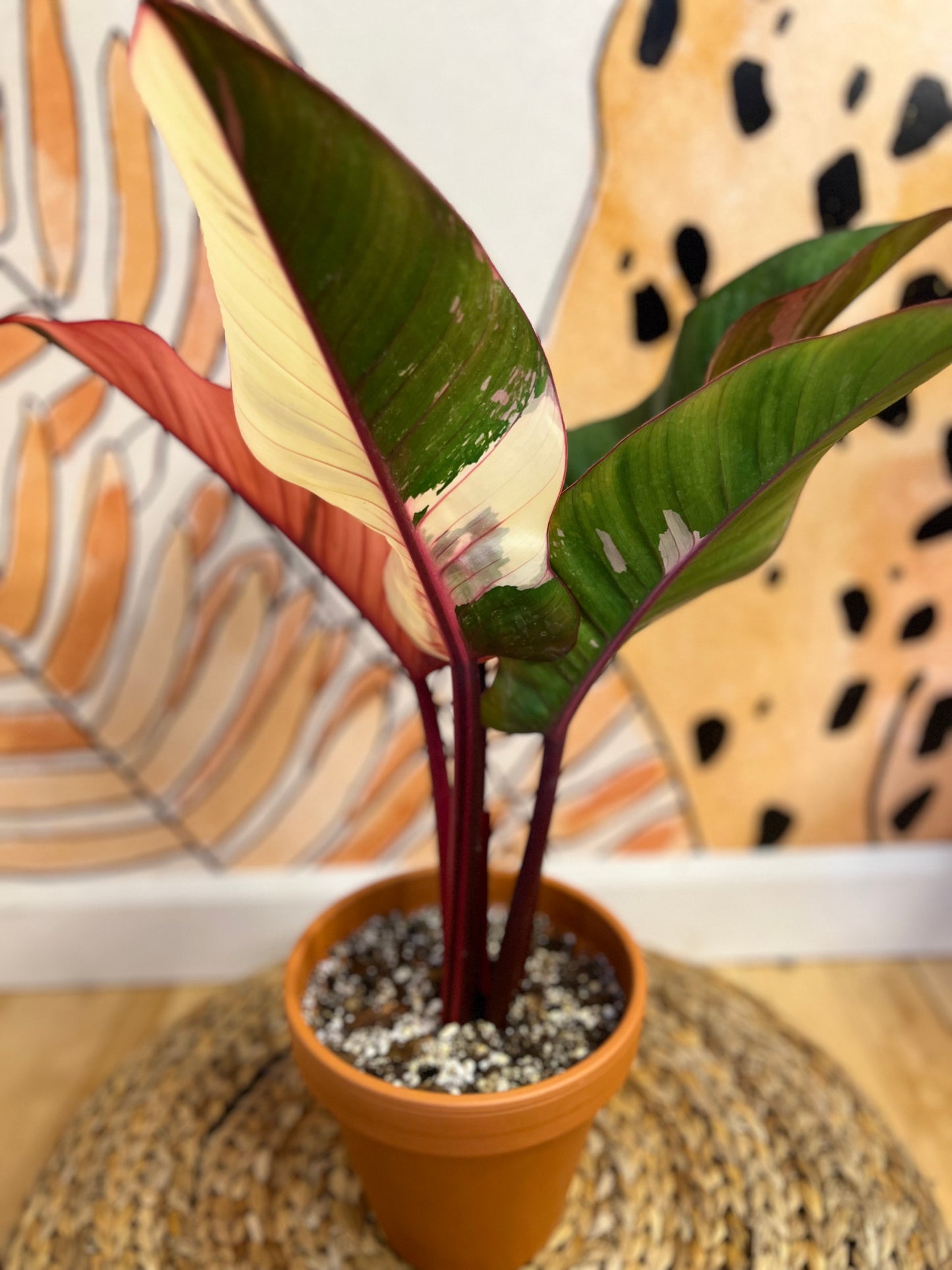 Philodendron Red Congo