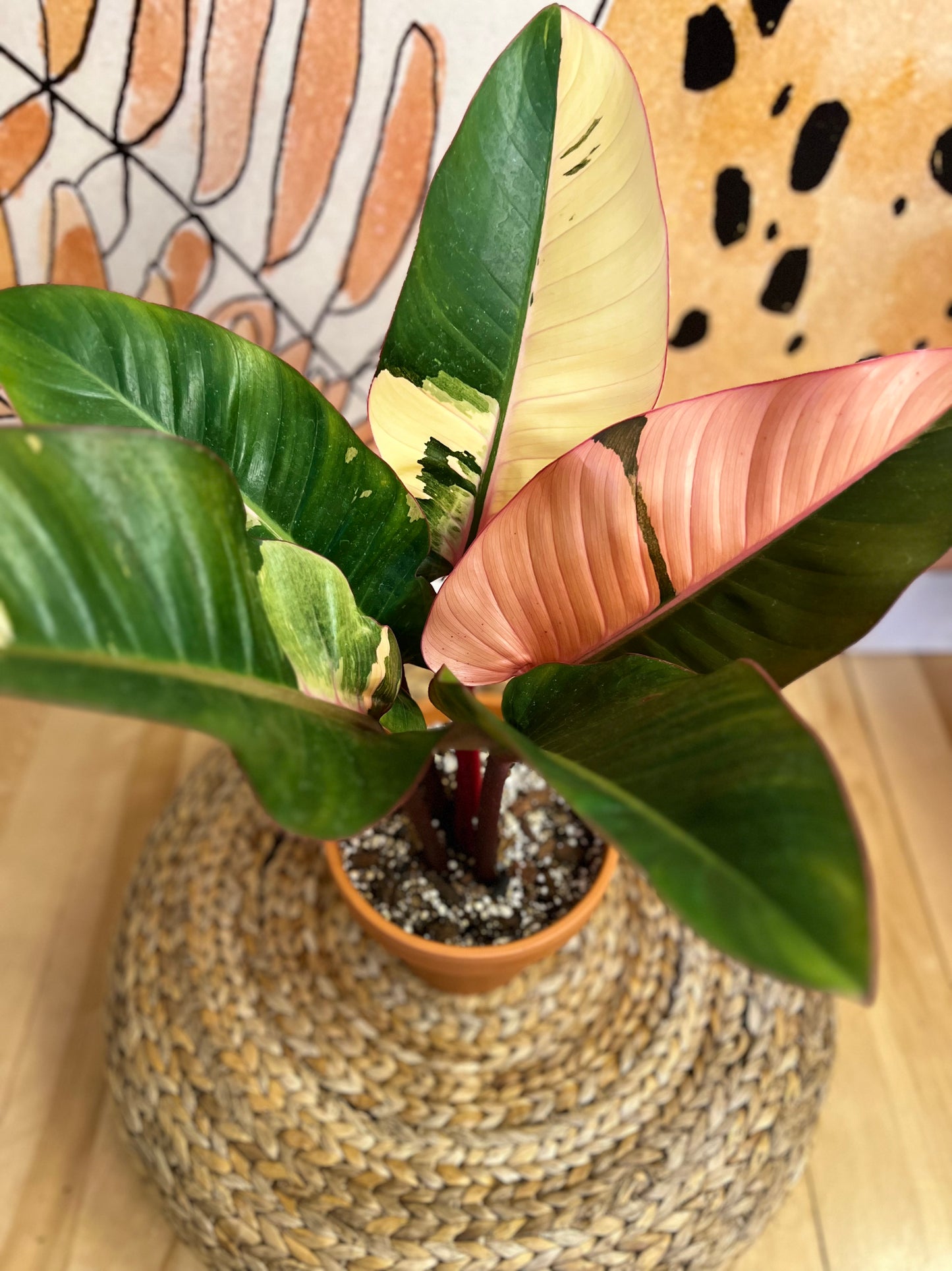 Philodendron Red Congo