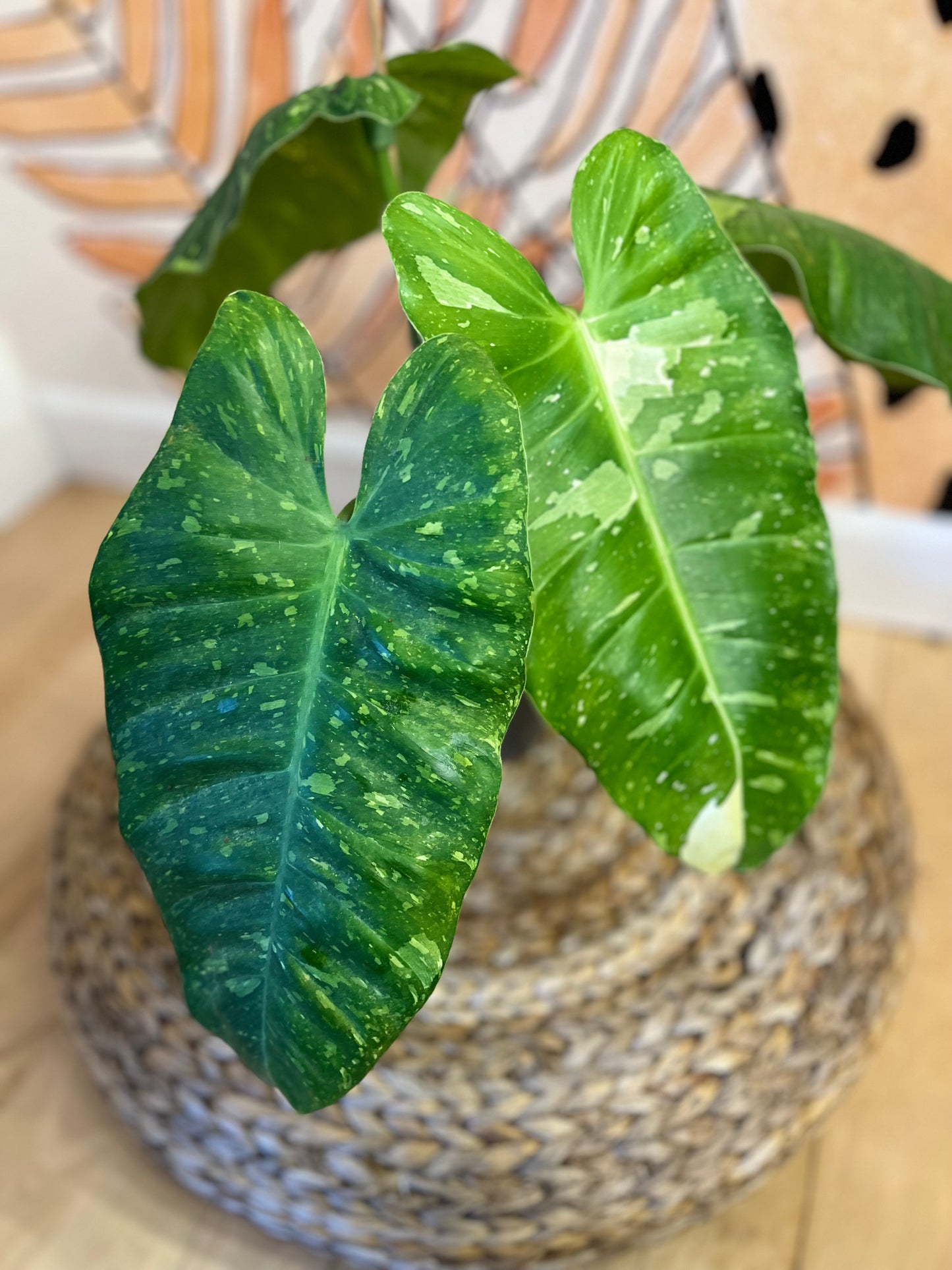 Philodendron Jose Buono