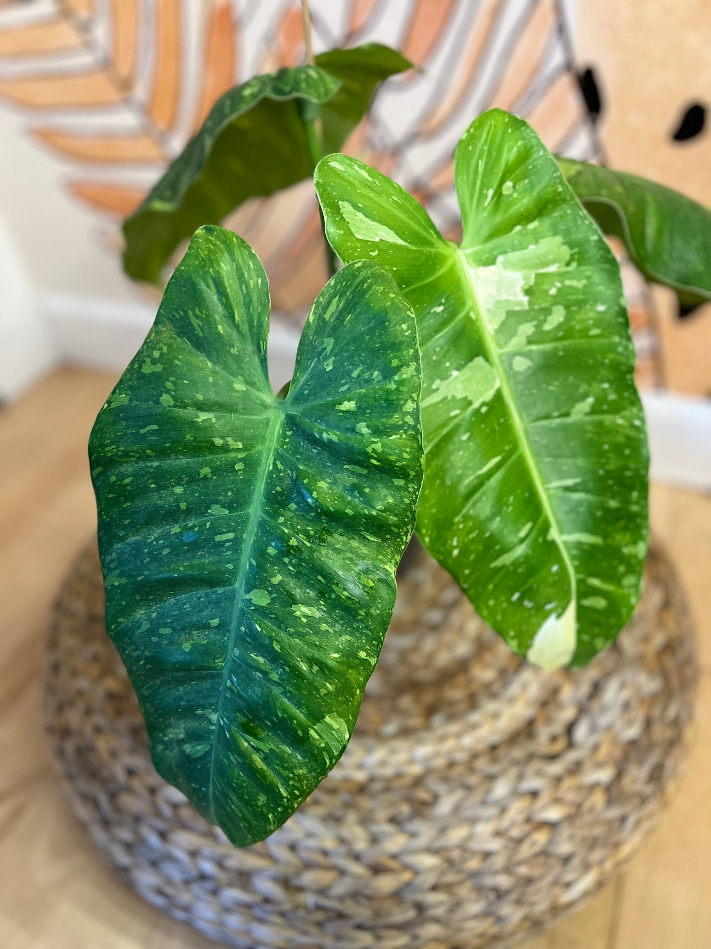 Philodendron Jose Buono