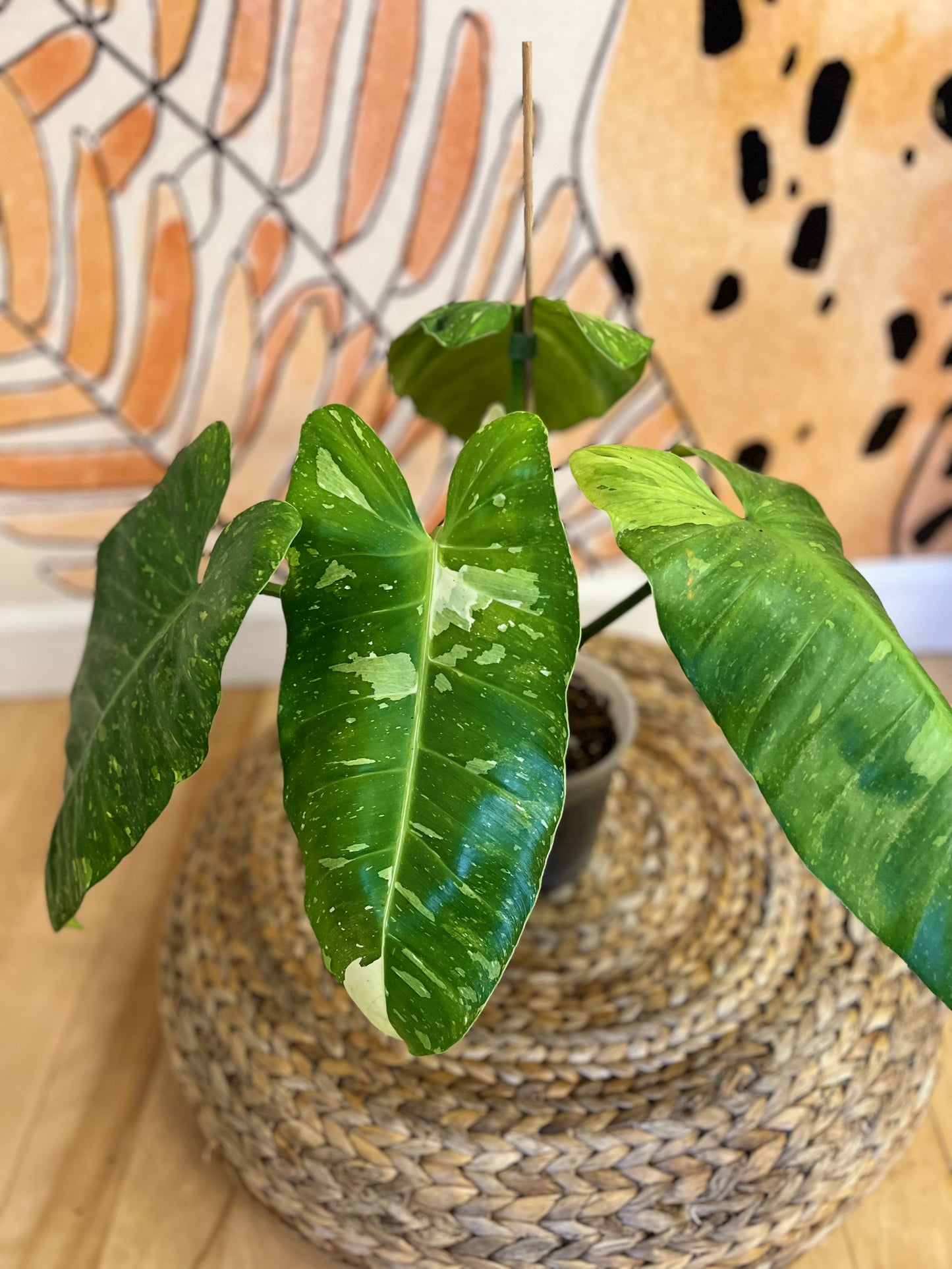 Philodendron Jose Buono