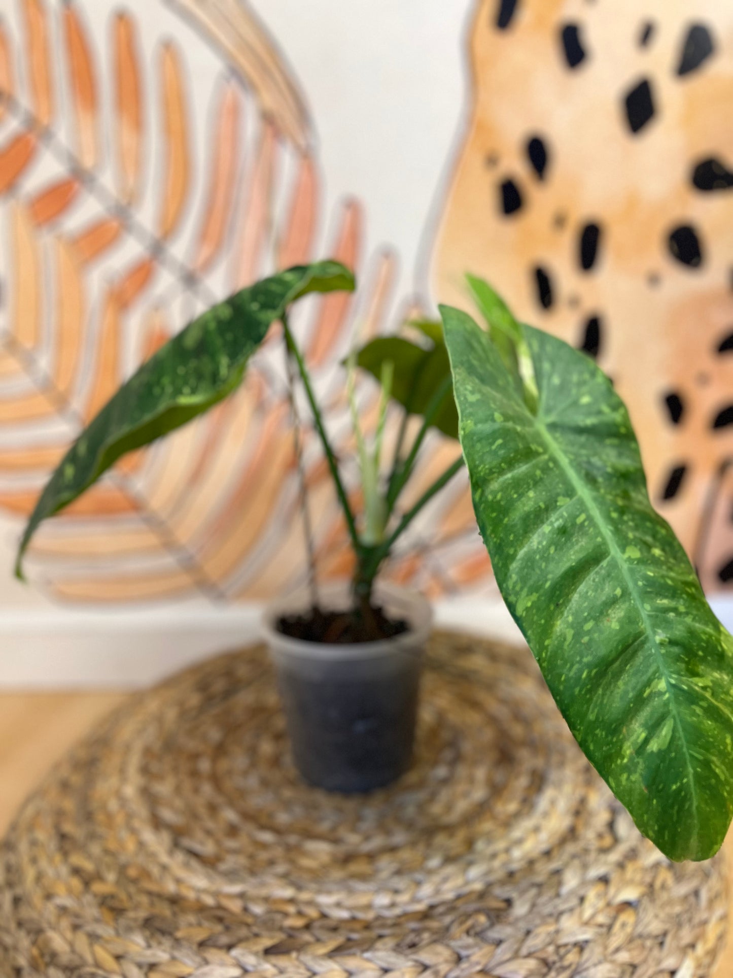 Philodendron Jose Buono