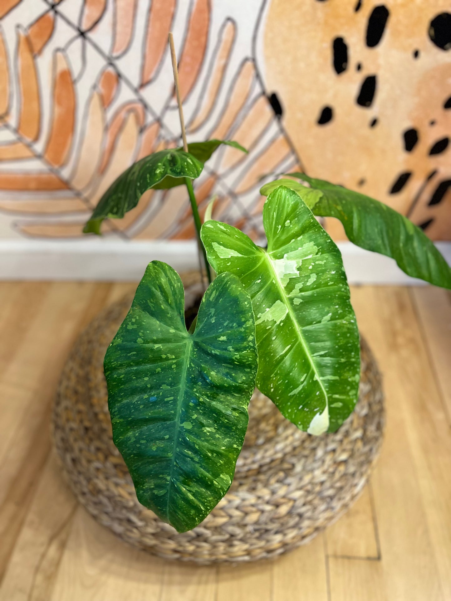 Philodendron Jose Buono