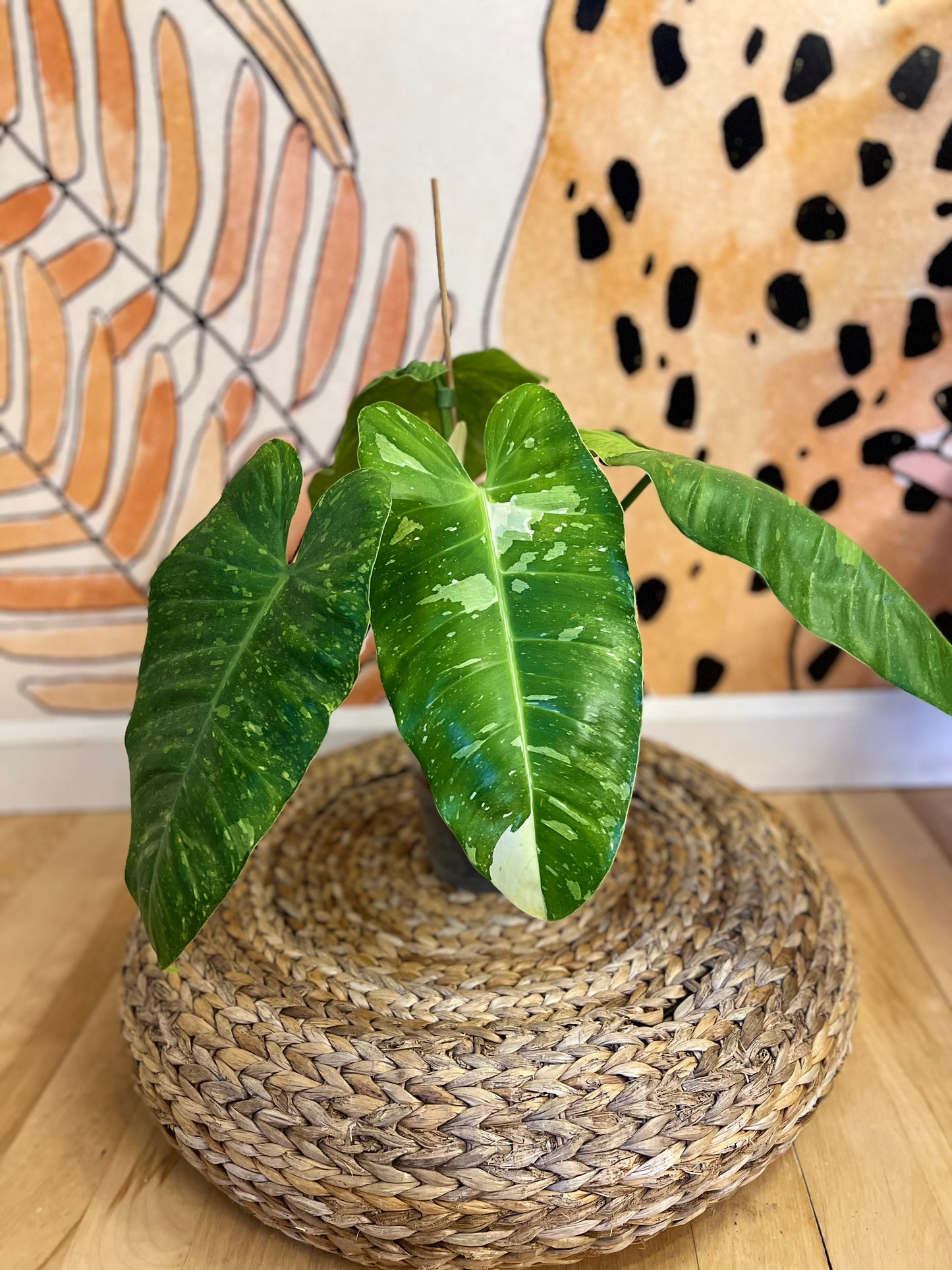 Philodendron Jose Buono