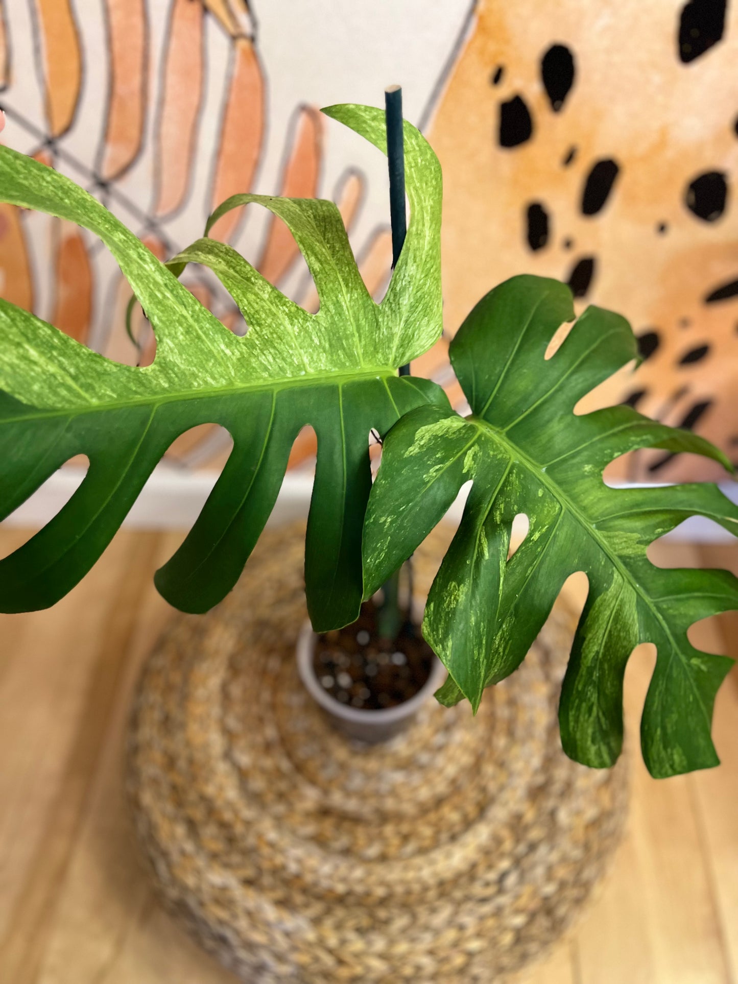 Monstera Mint Variegated