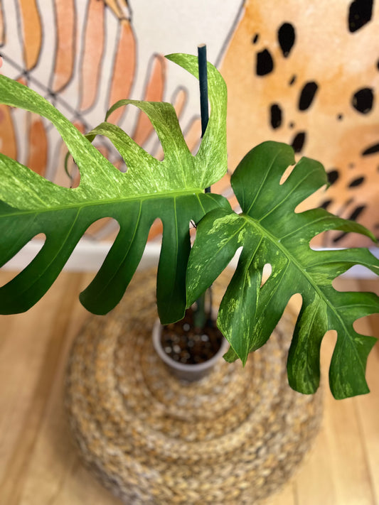 Monstera Mint Variegated