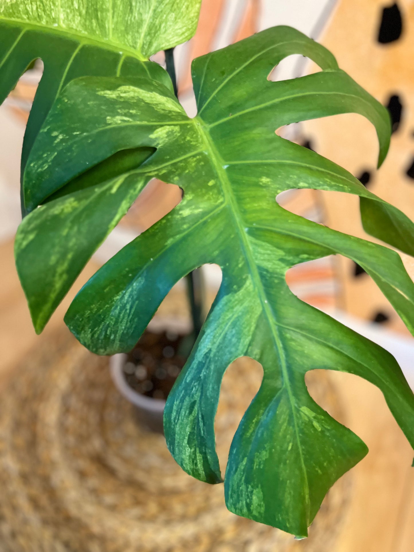 Monstera Mint Variegated