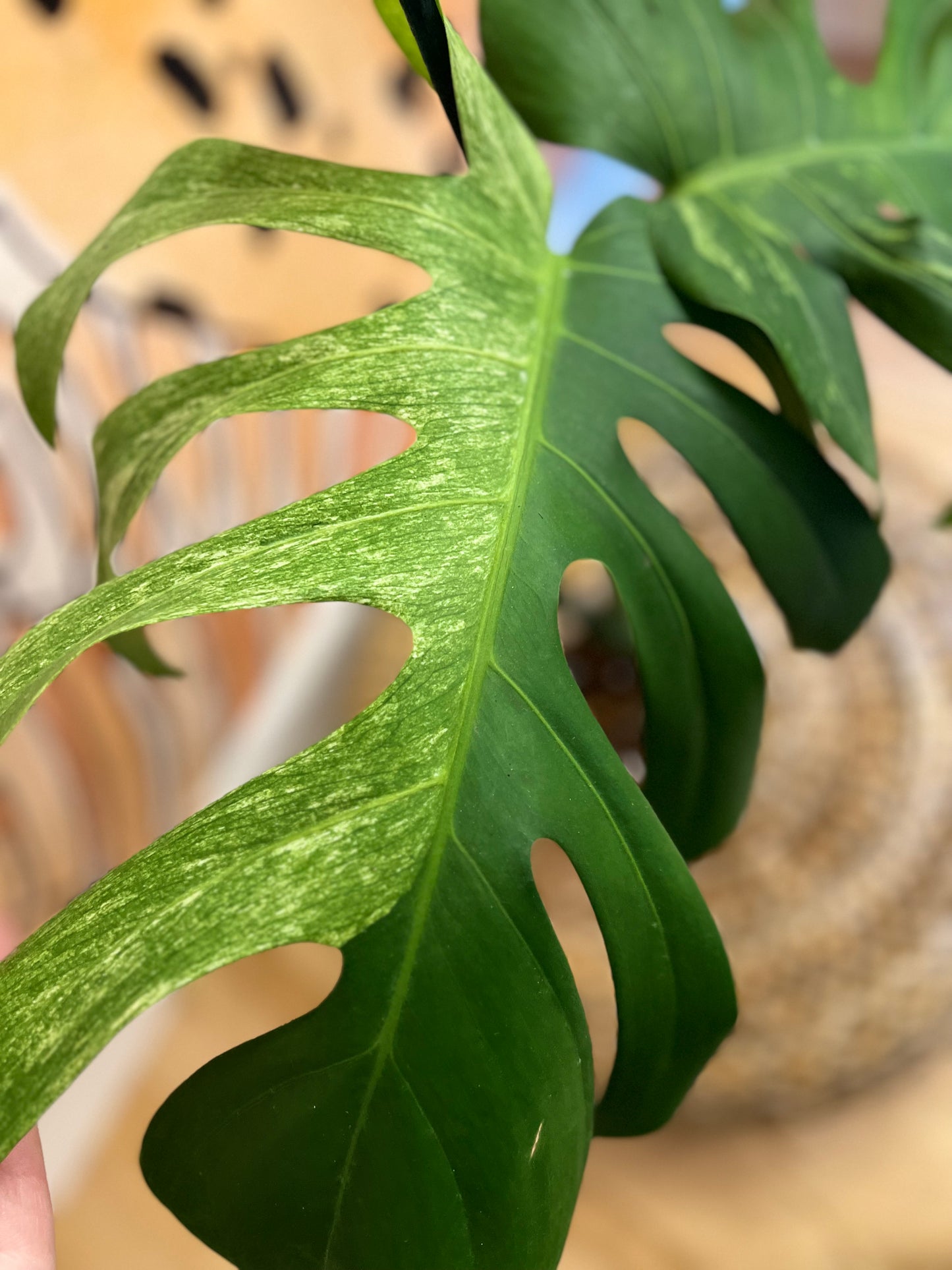 Monstera Mint Variegated