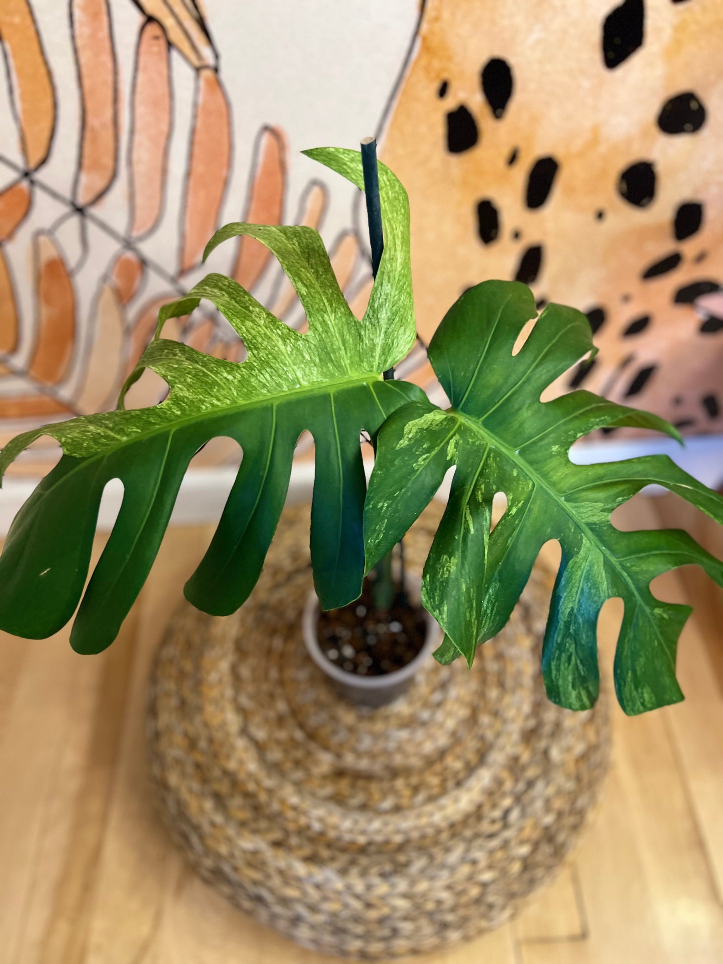 Monstera Mint Variegated