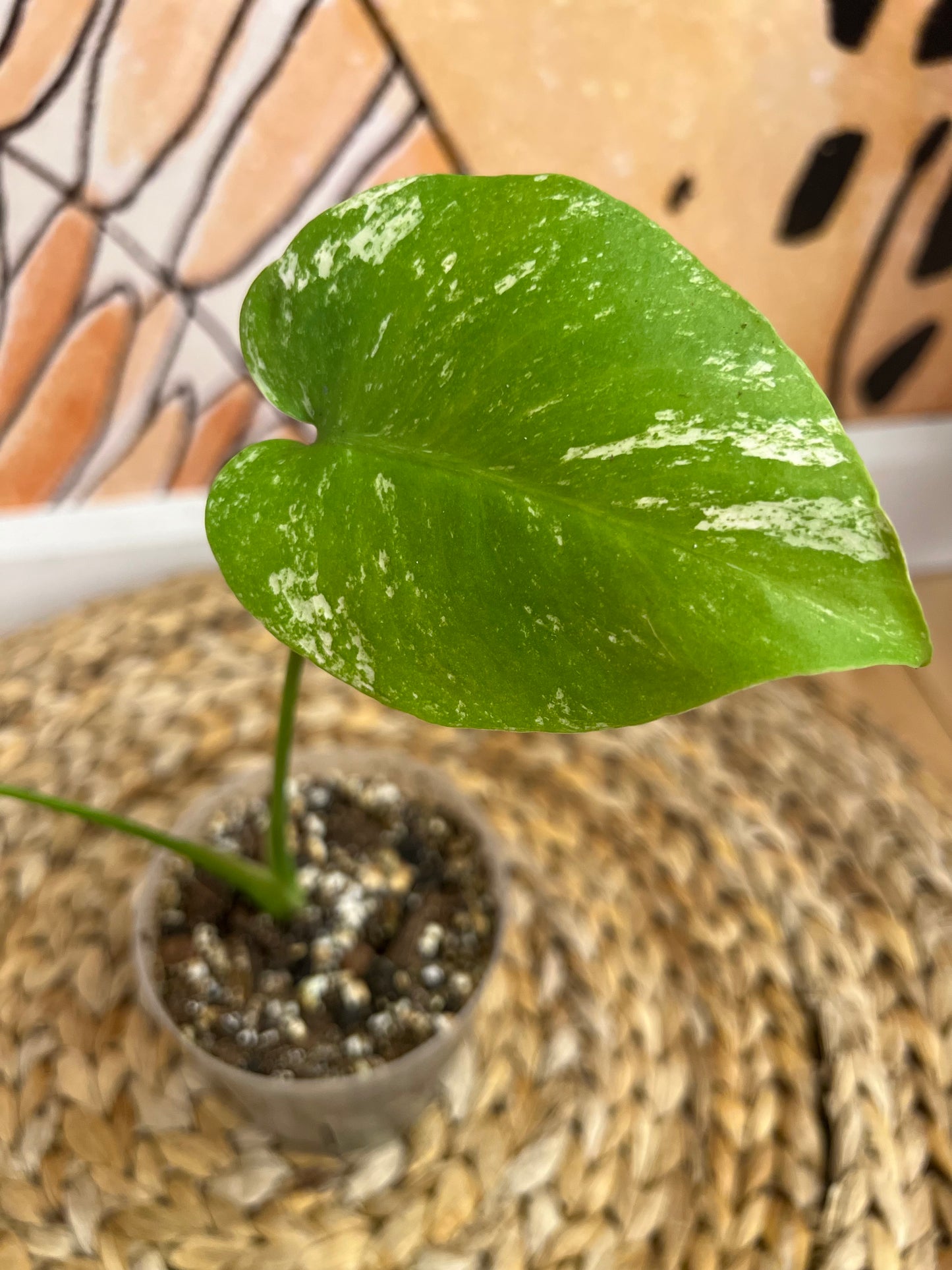 Monstera White Monster