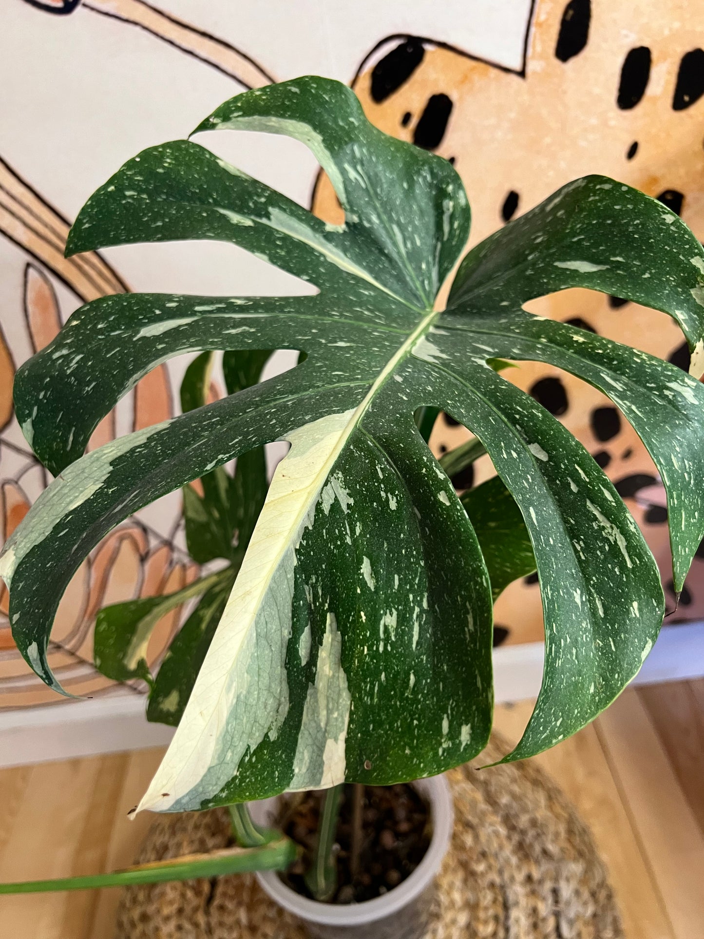 Monstera Thai Constellation