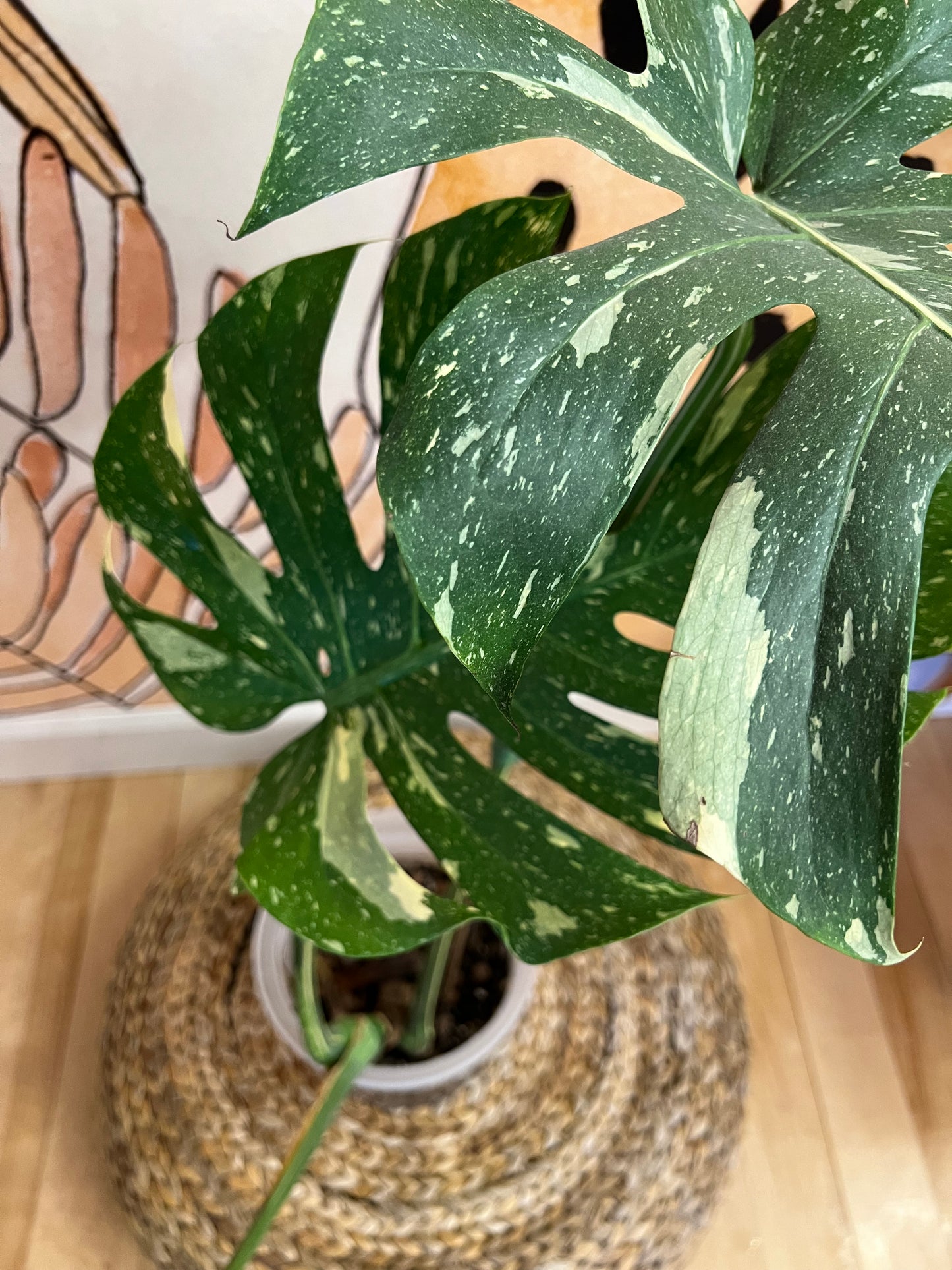 Monstera Thai Constellation