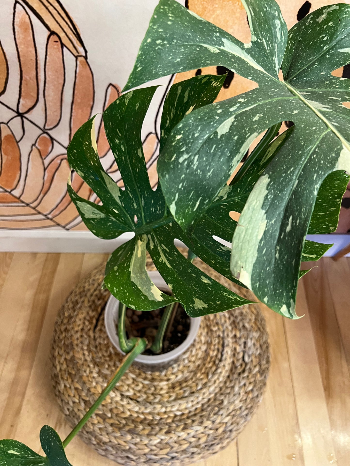 Monstera Thai Constellation