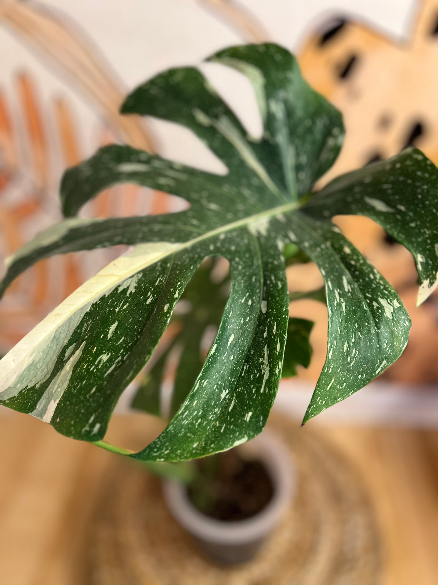 Monstera Thai Constellation