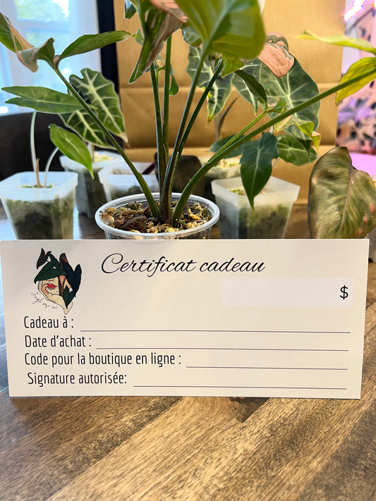 Gift Certificate