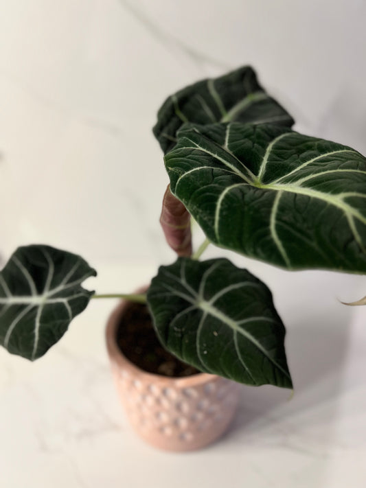 Alocasia Black Velvet