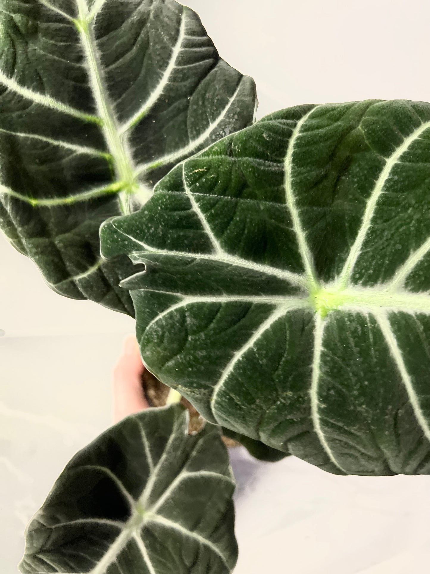 Alocasia Black Velvet