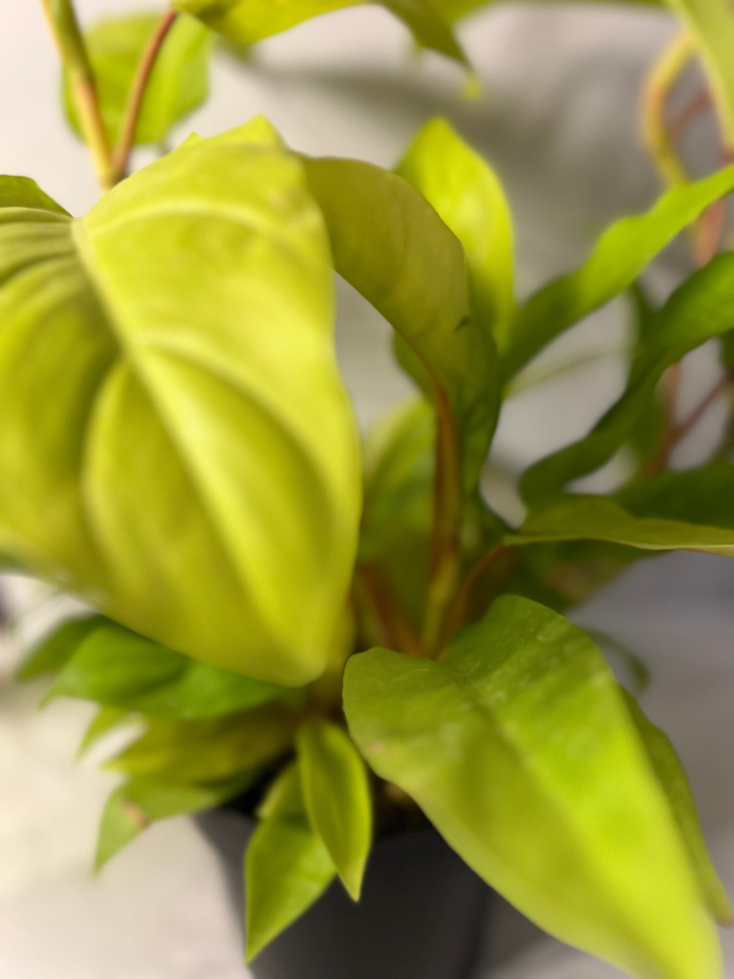 Philodendron Lemon Lime