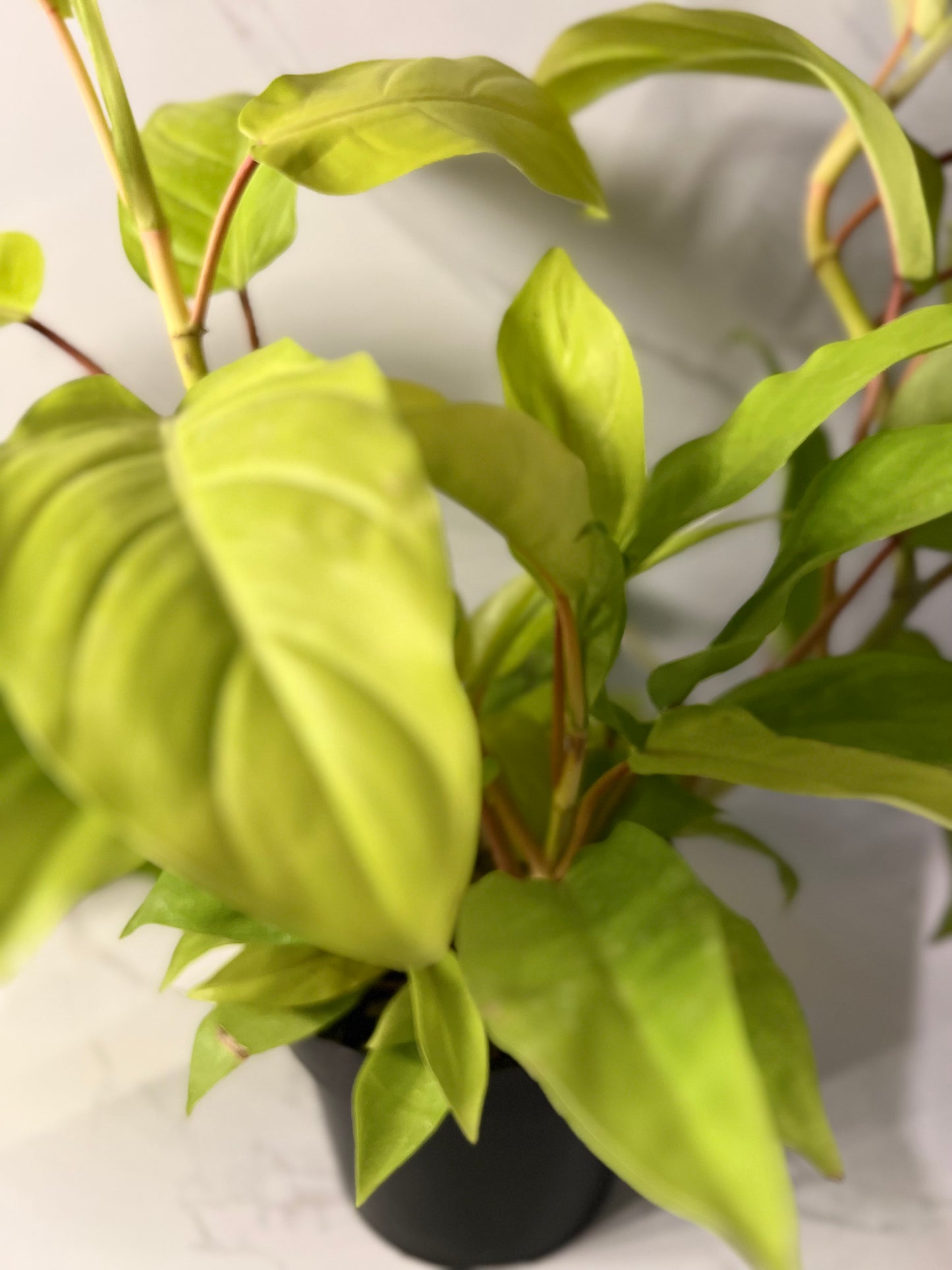 Philodendron Lemon Lime