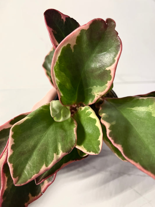 Peperomia Tricolor