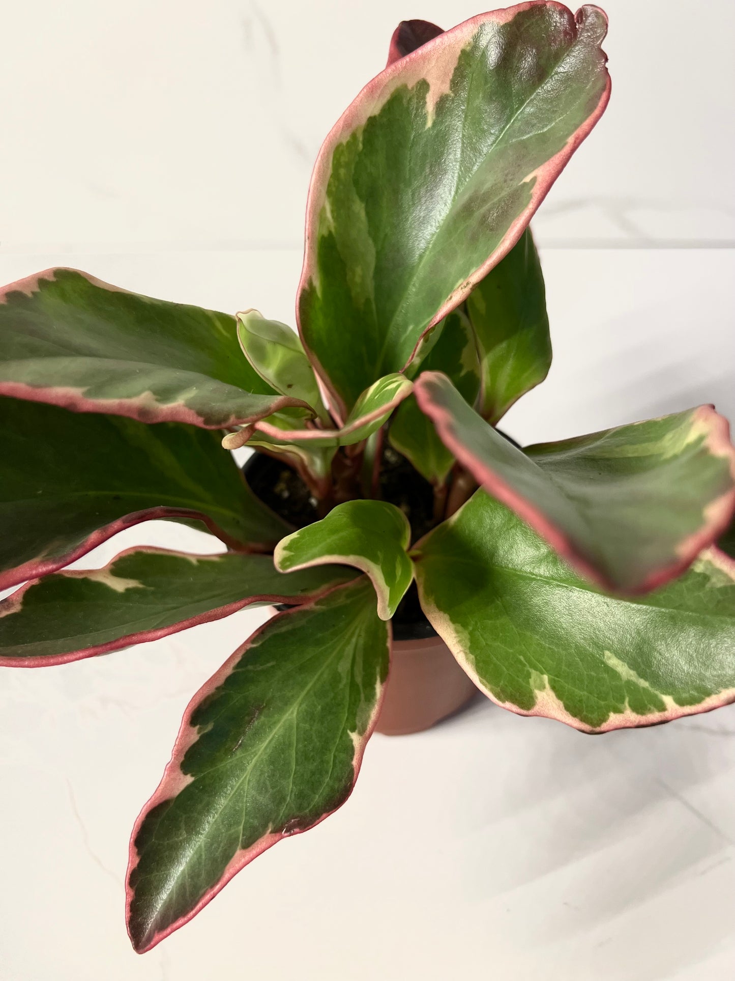 Peperomia Tricolor