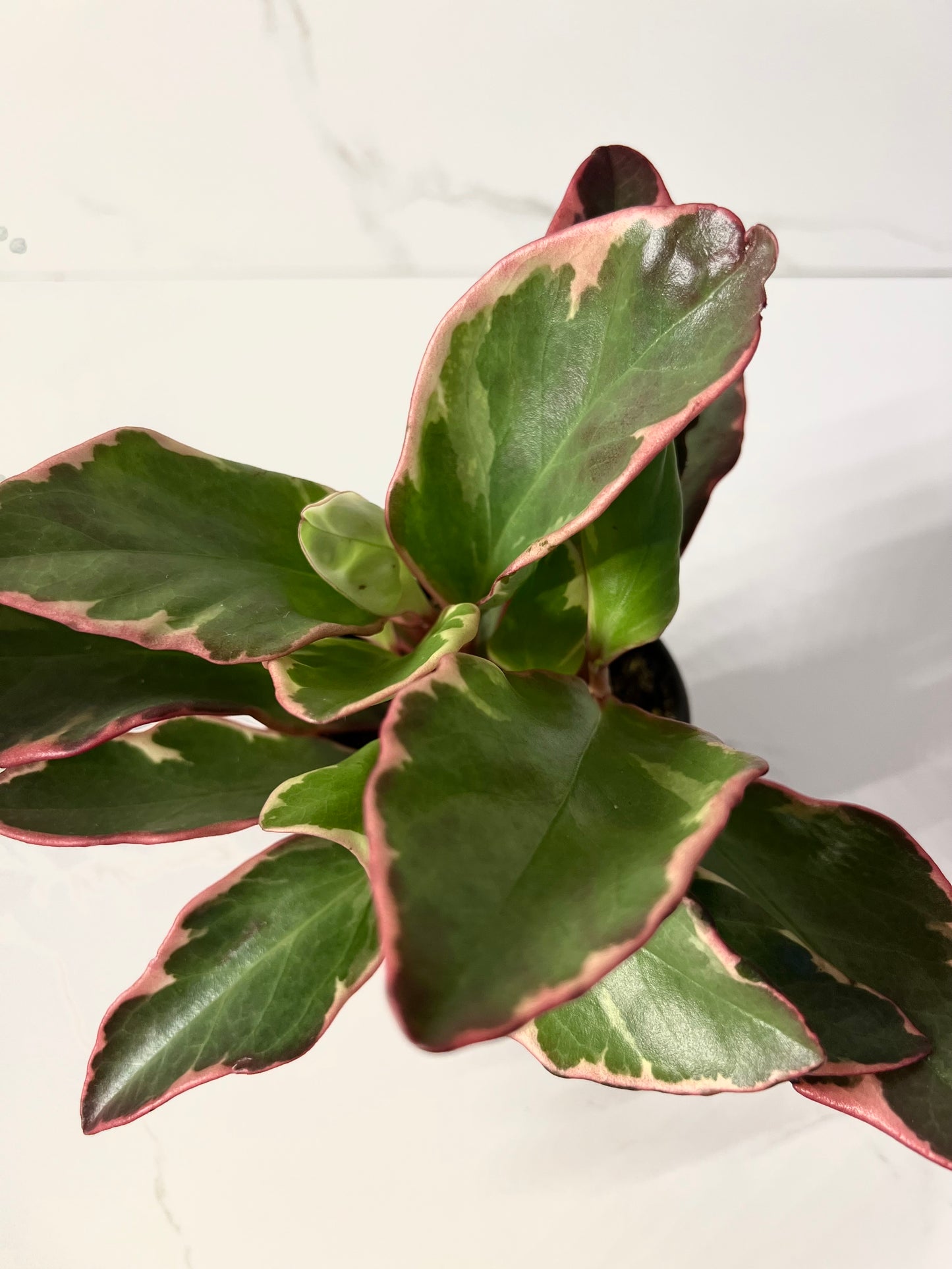 Peperomia Tricolor