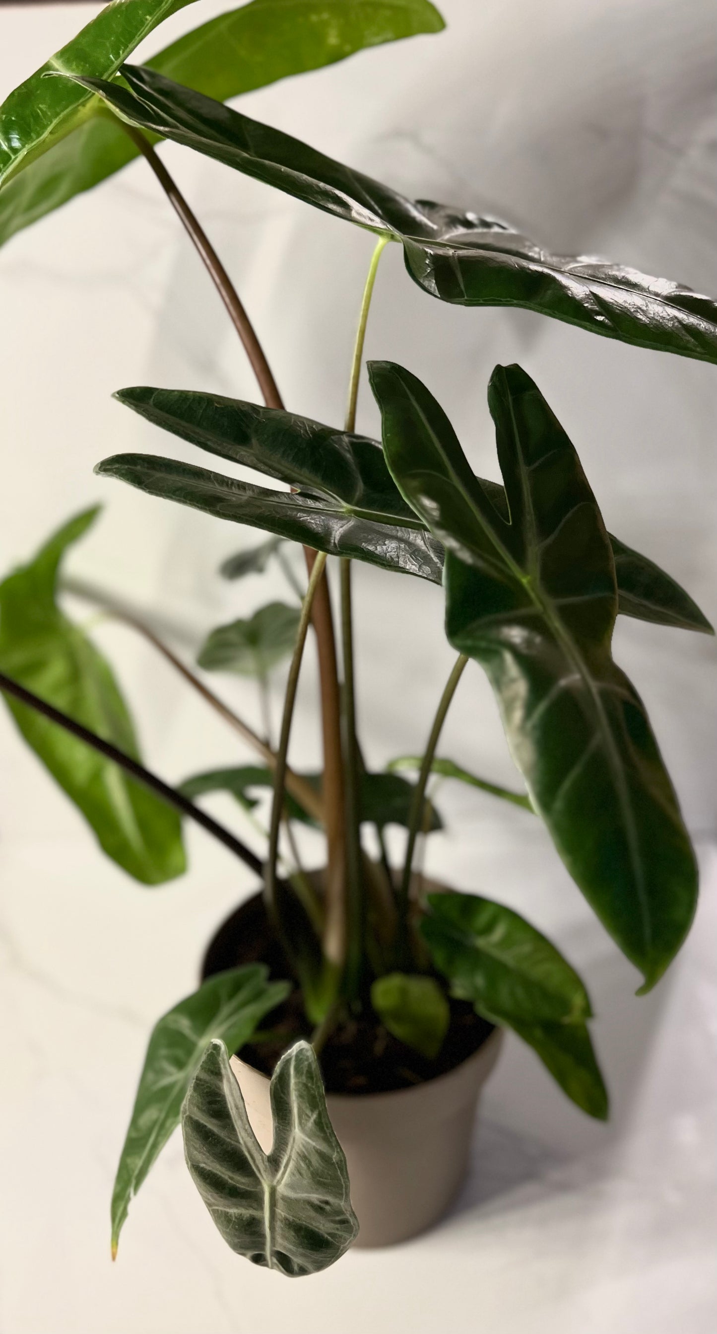 Alocasia Longiloba