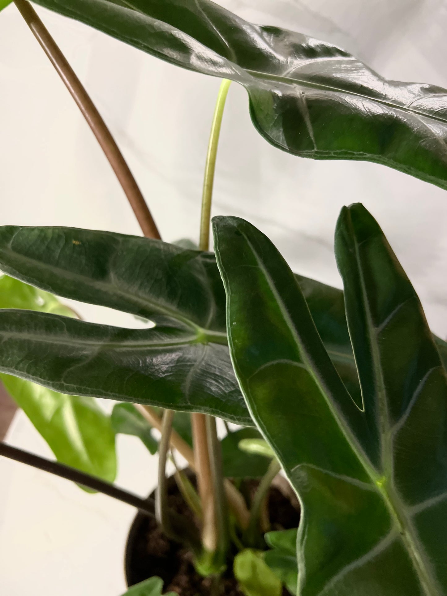 Alocasia Longiloba