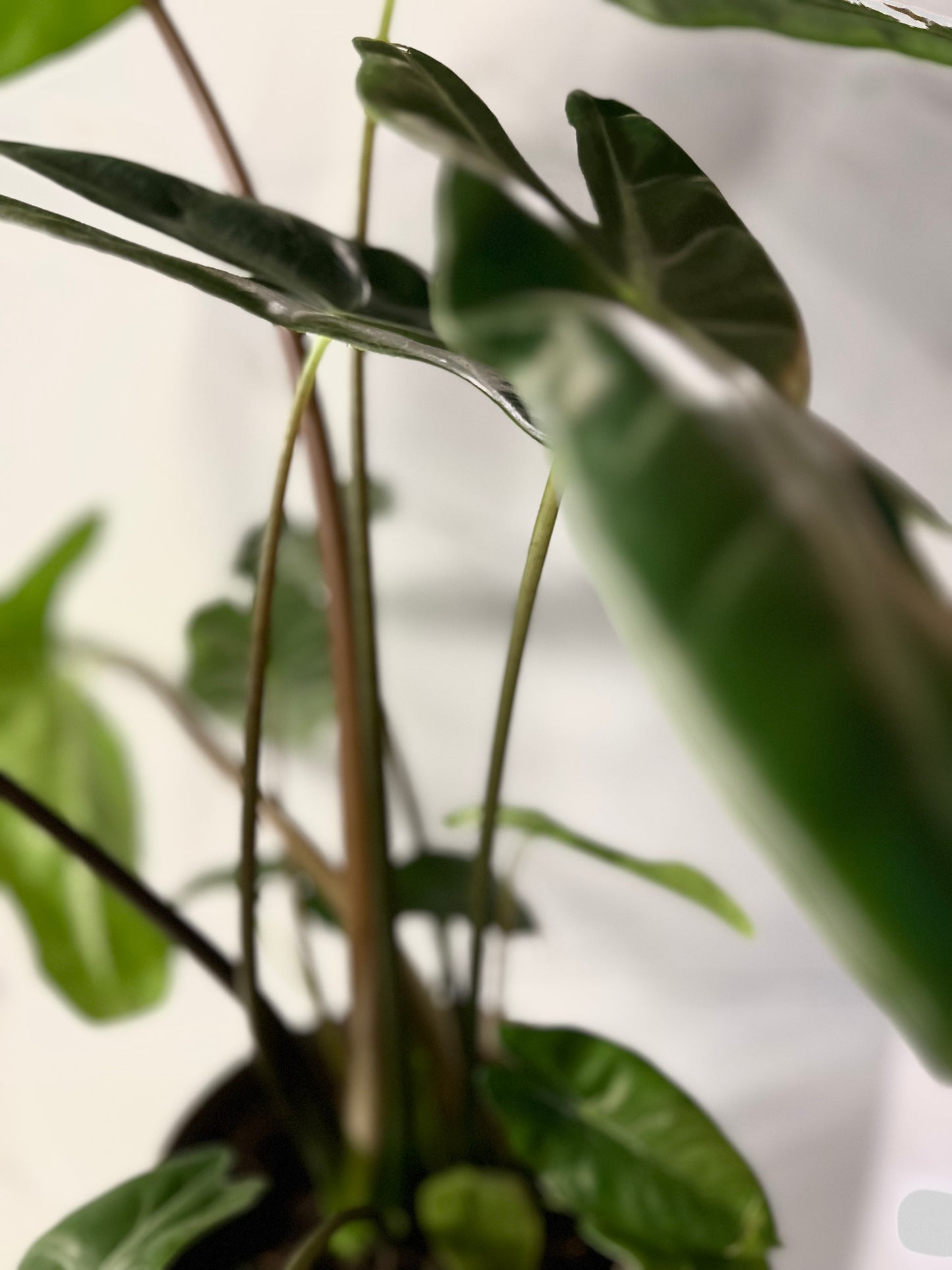 Alocasia Longiloba