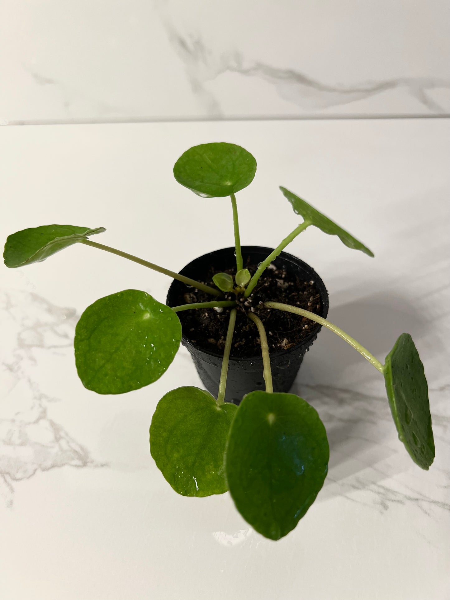 Pilea Peperomioides