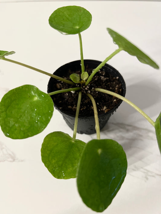 Pilea Peperomioides