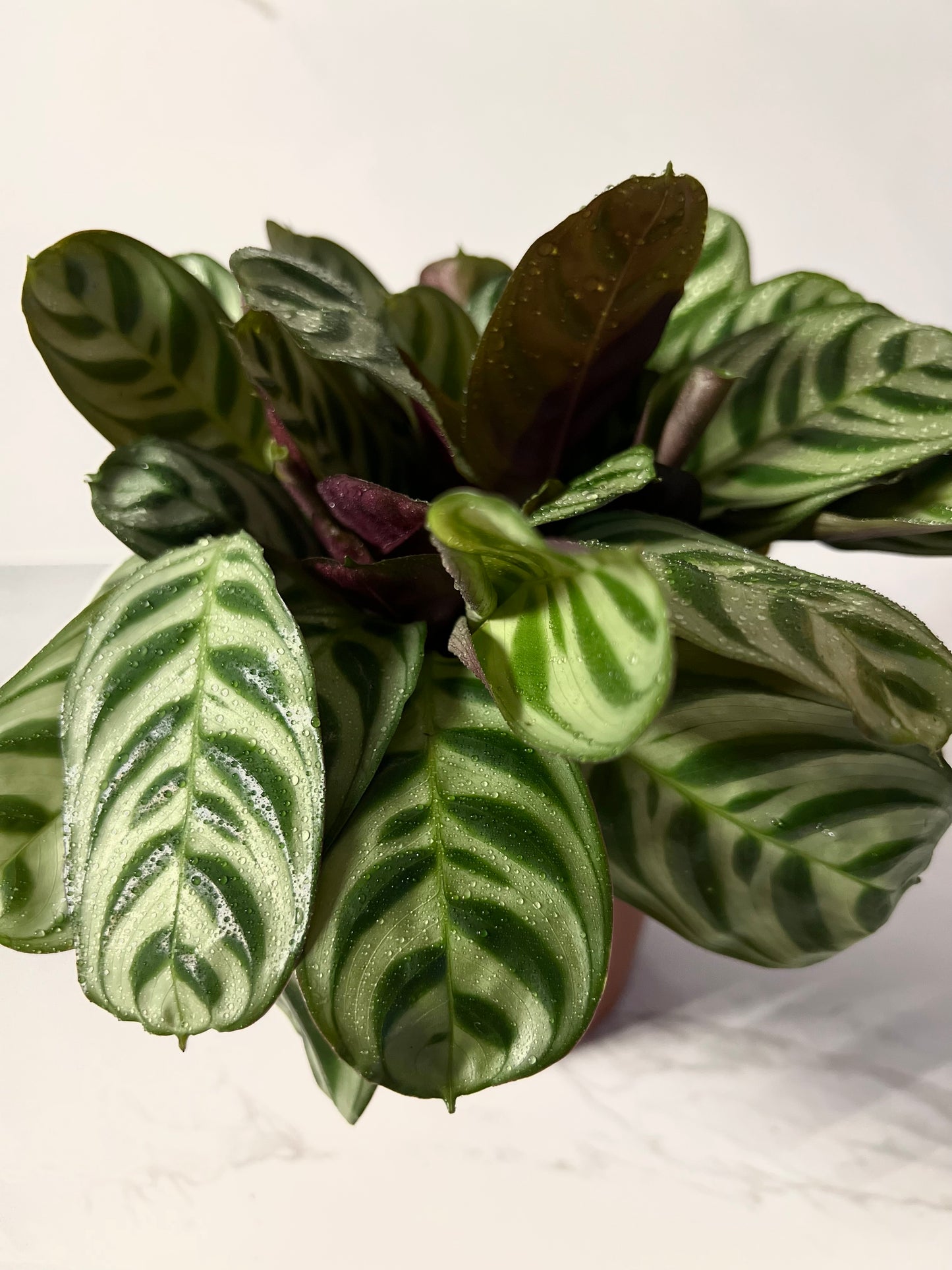 Calathea Burle-marxii